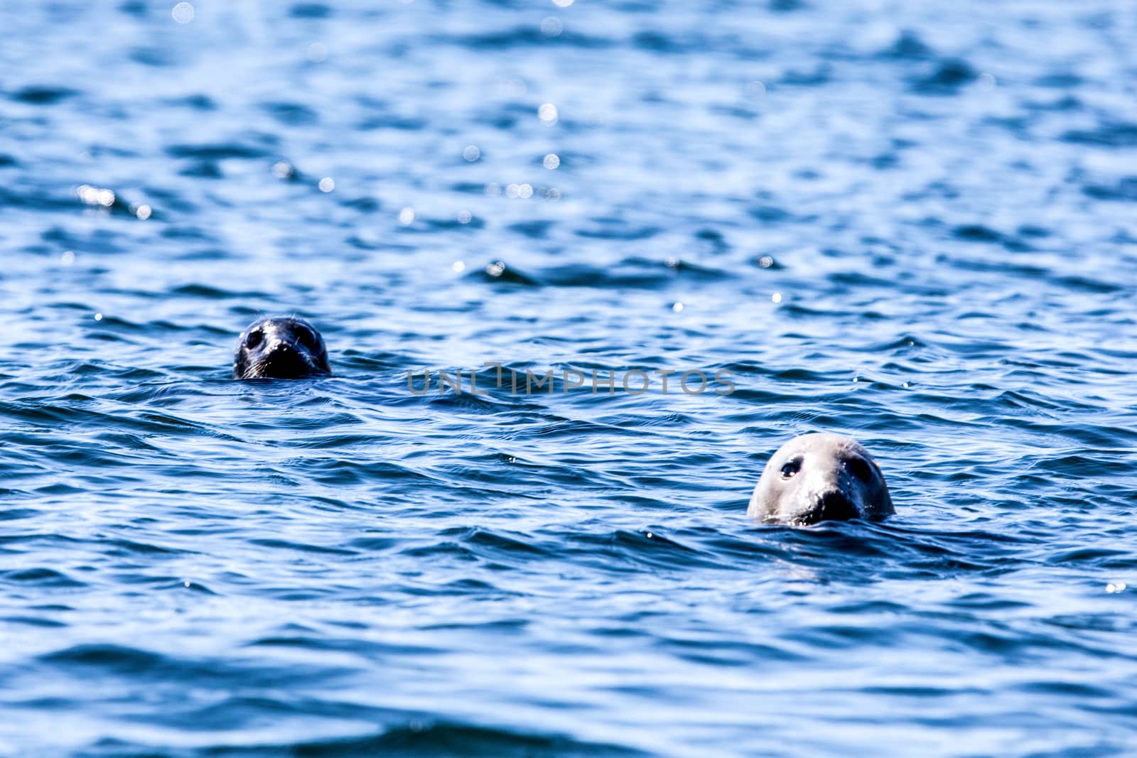 Two seal heads in the water