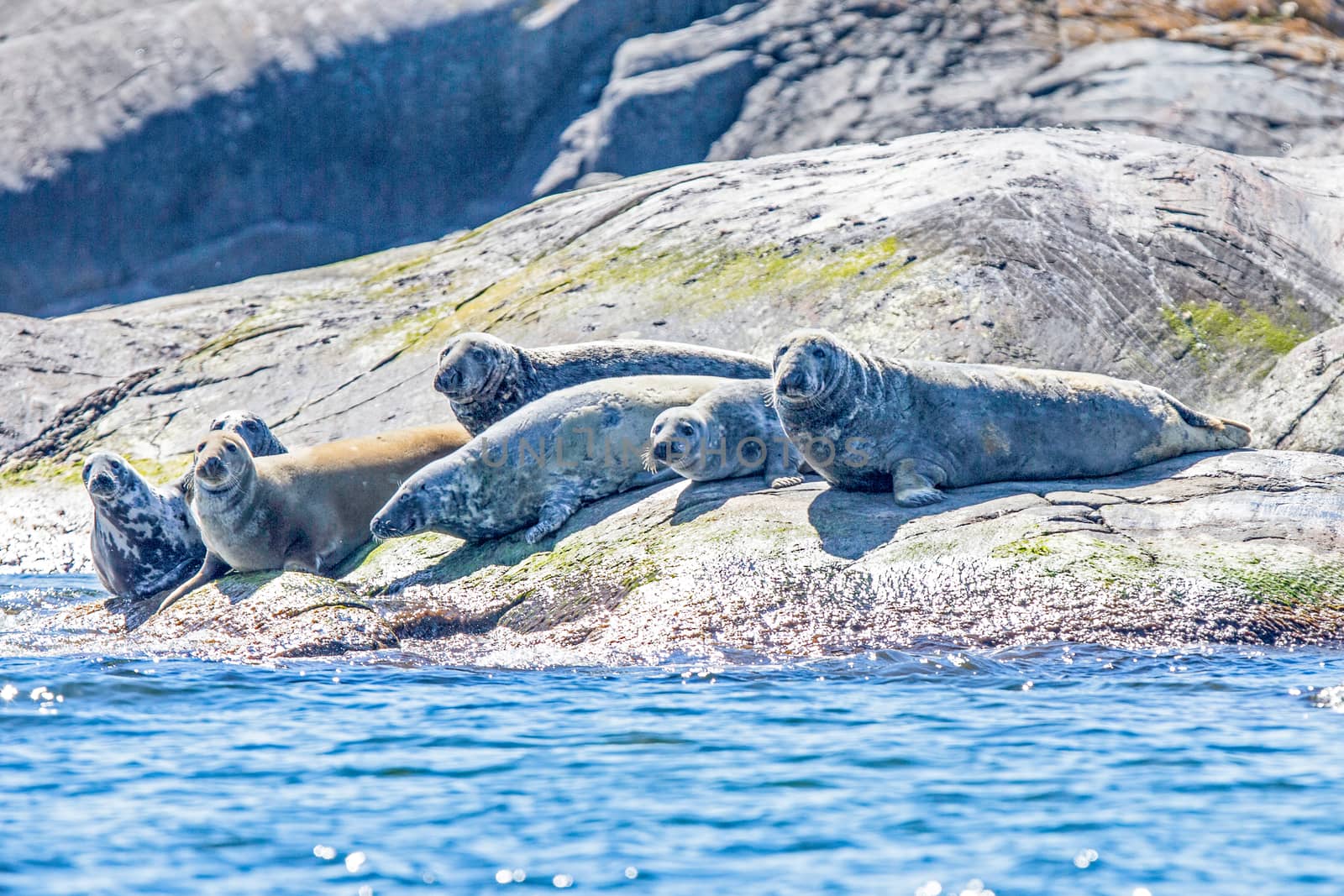 Seals sunbathing on a cliff