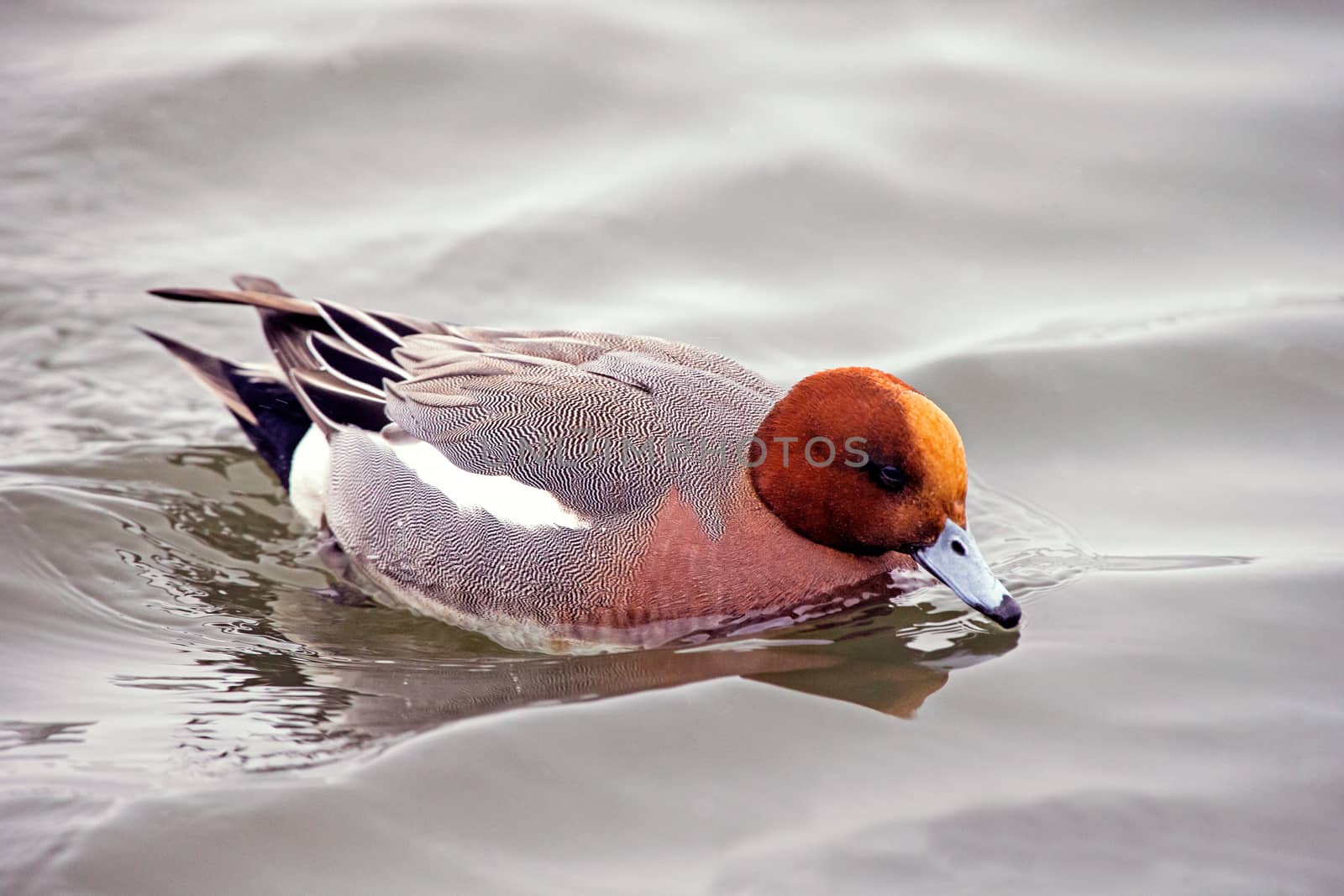 Eurasian wigeon by thomas_males