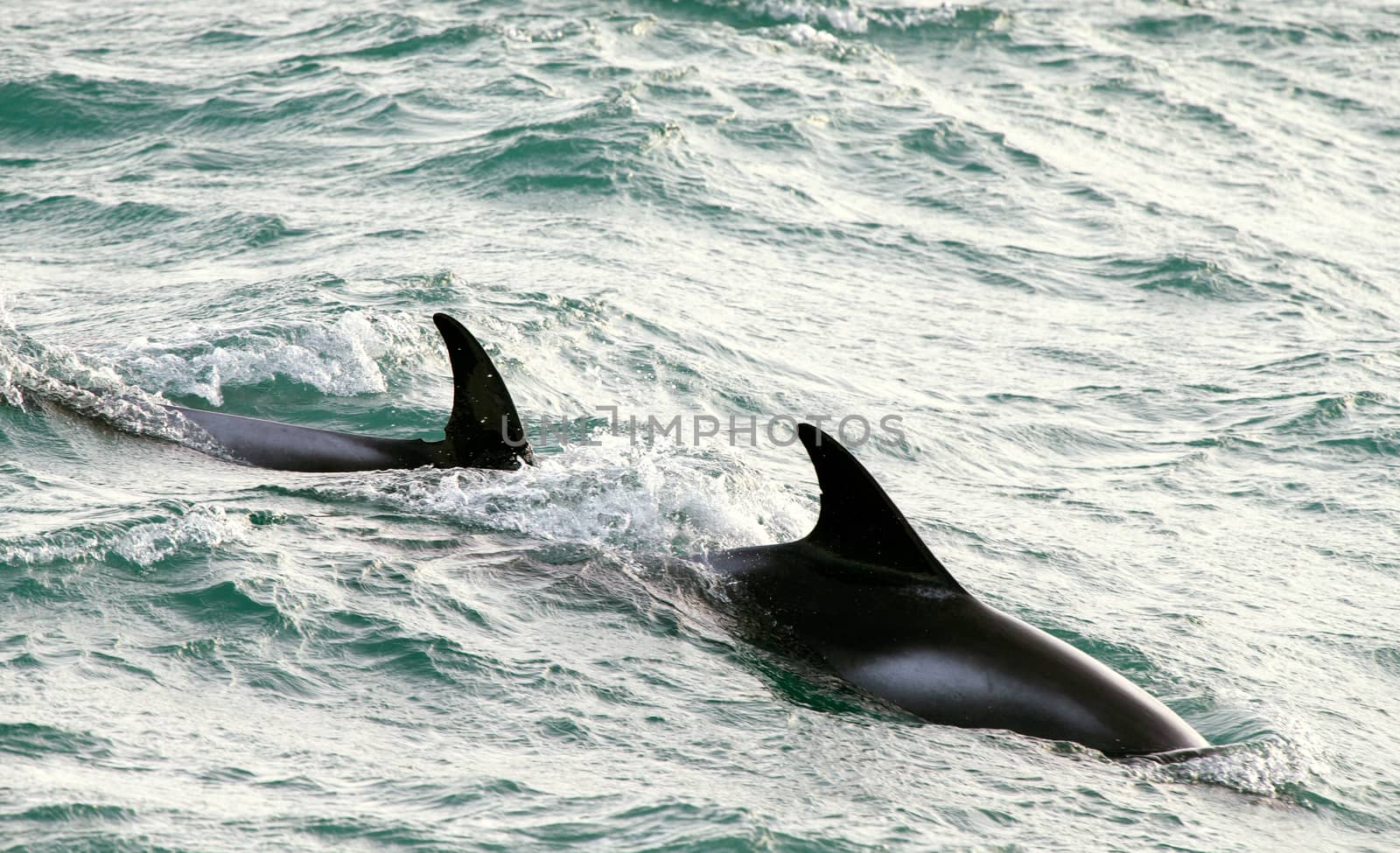 Two dorsal fins of  theWhite-beaked dolphin