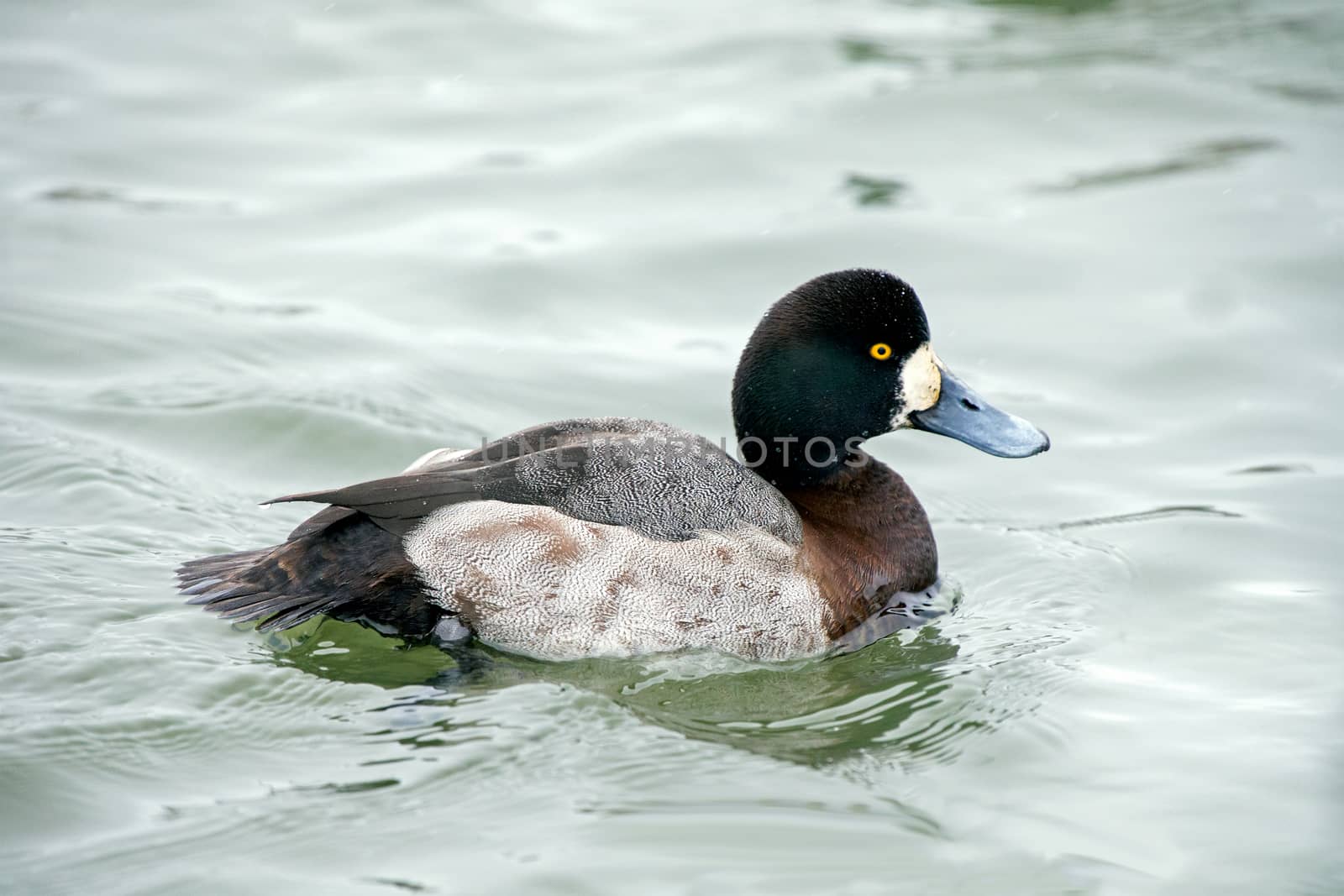 Greater scaup by thomas_males