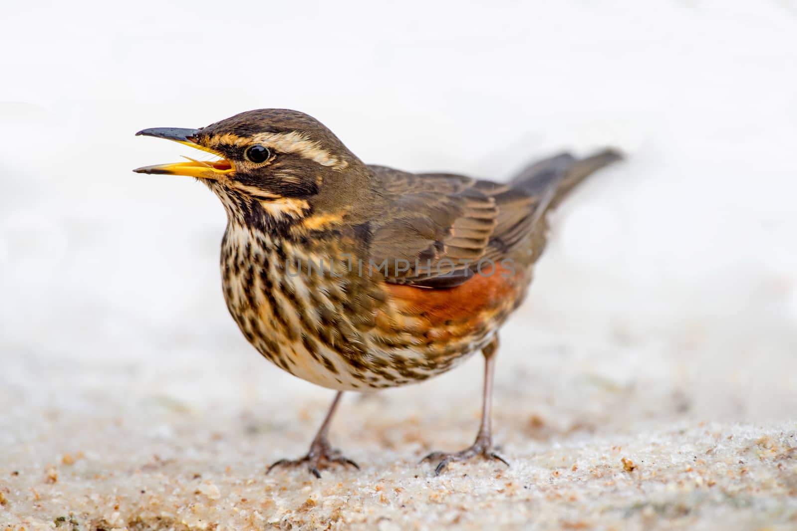 Redwing  by thomas_males
