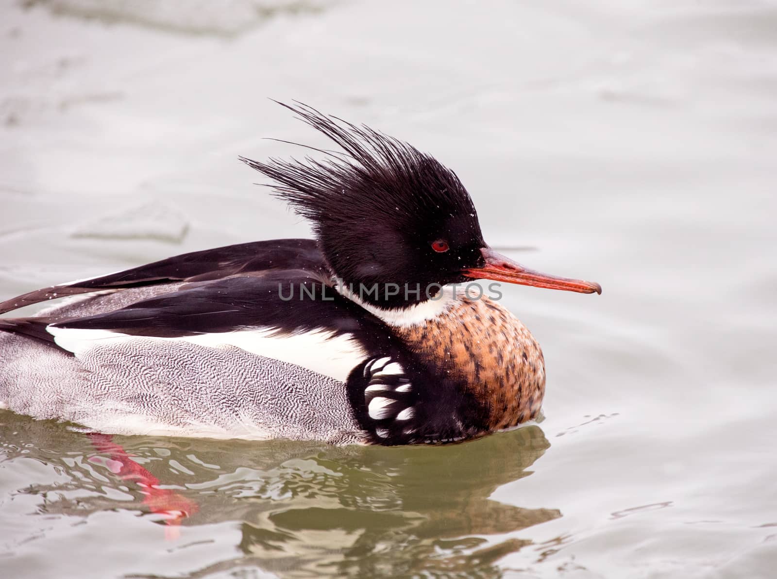 Portrait of a Red-breasted merganser male