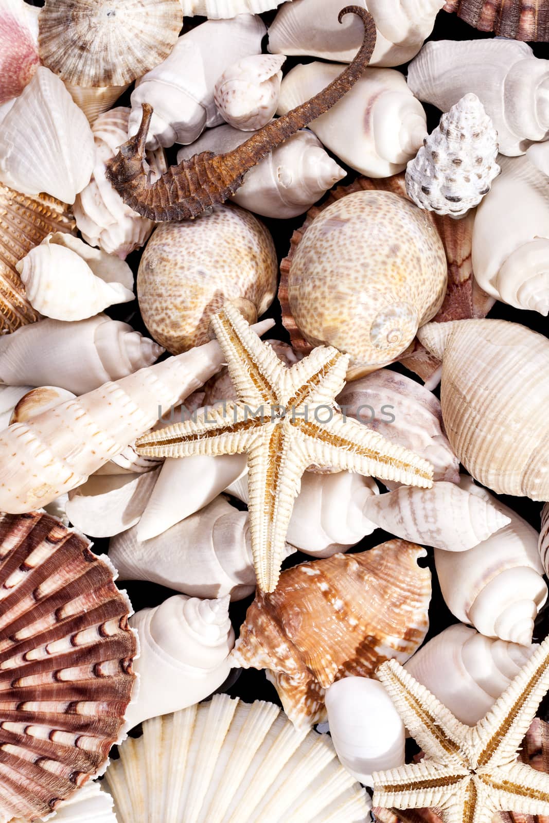 background of various sea shells