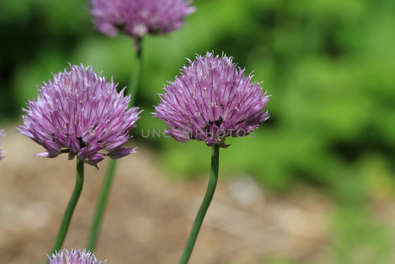 Chive flower head in early morning light