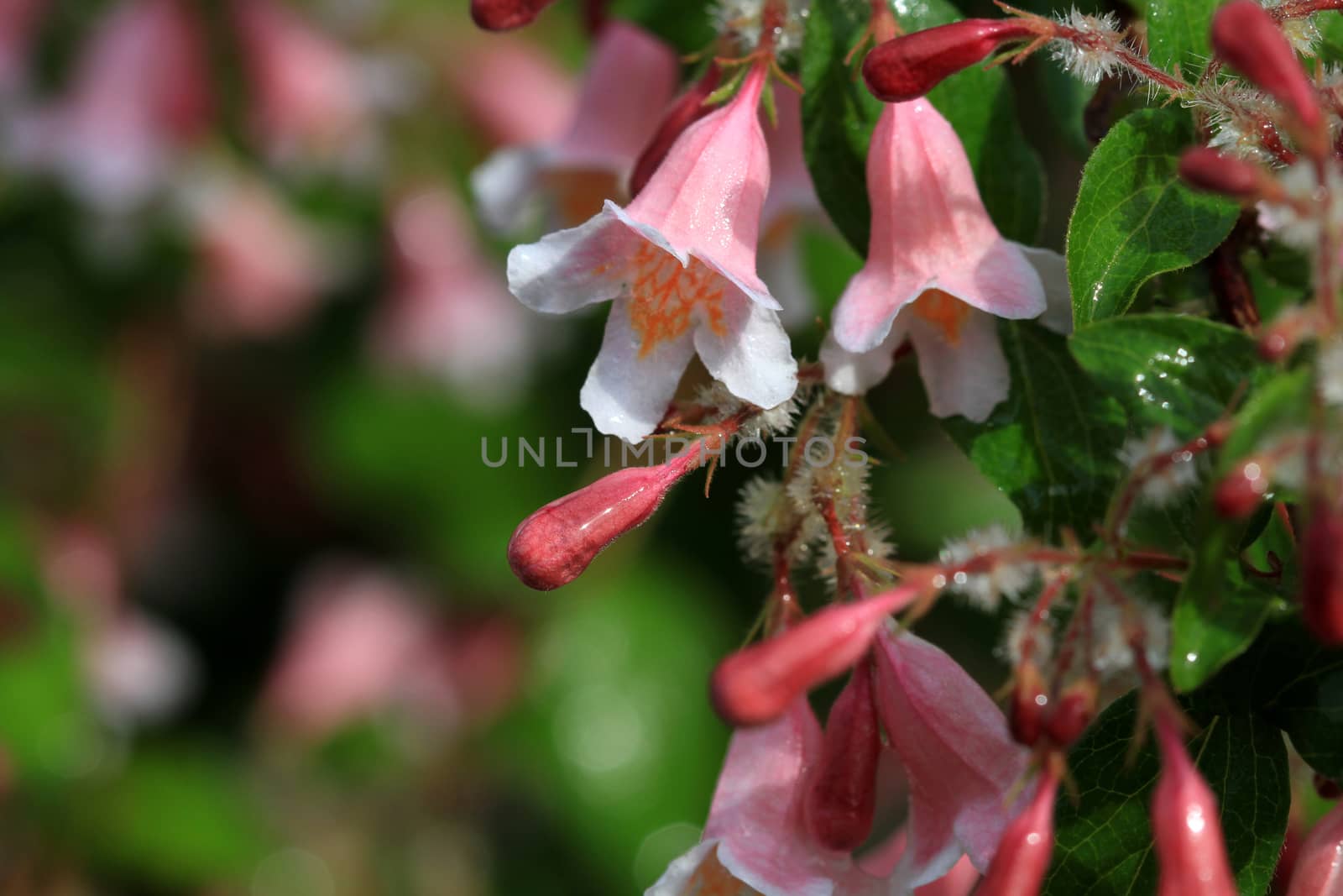 pink and white flower in early morning light