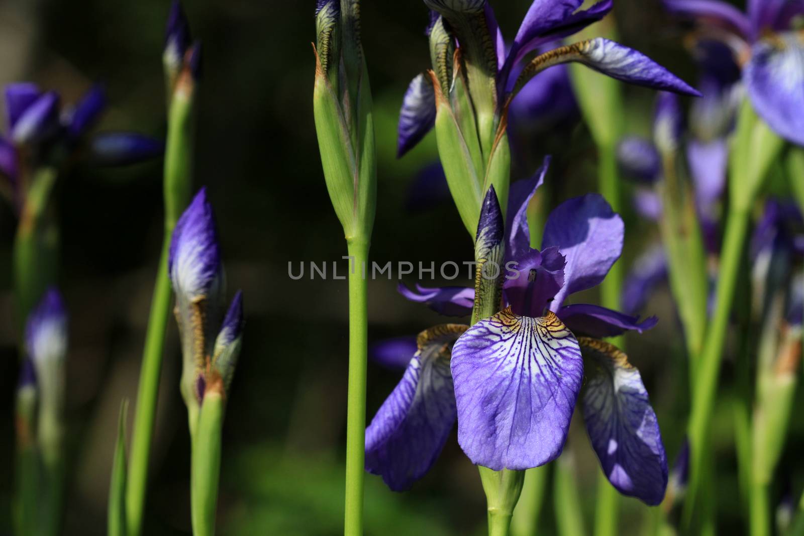 Iris flower in early morning light