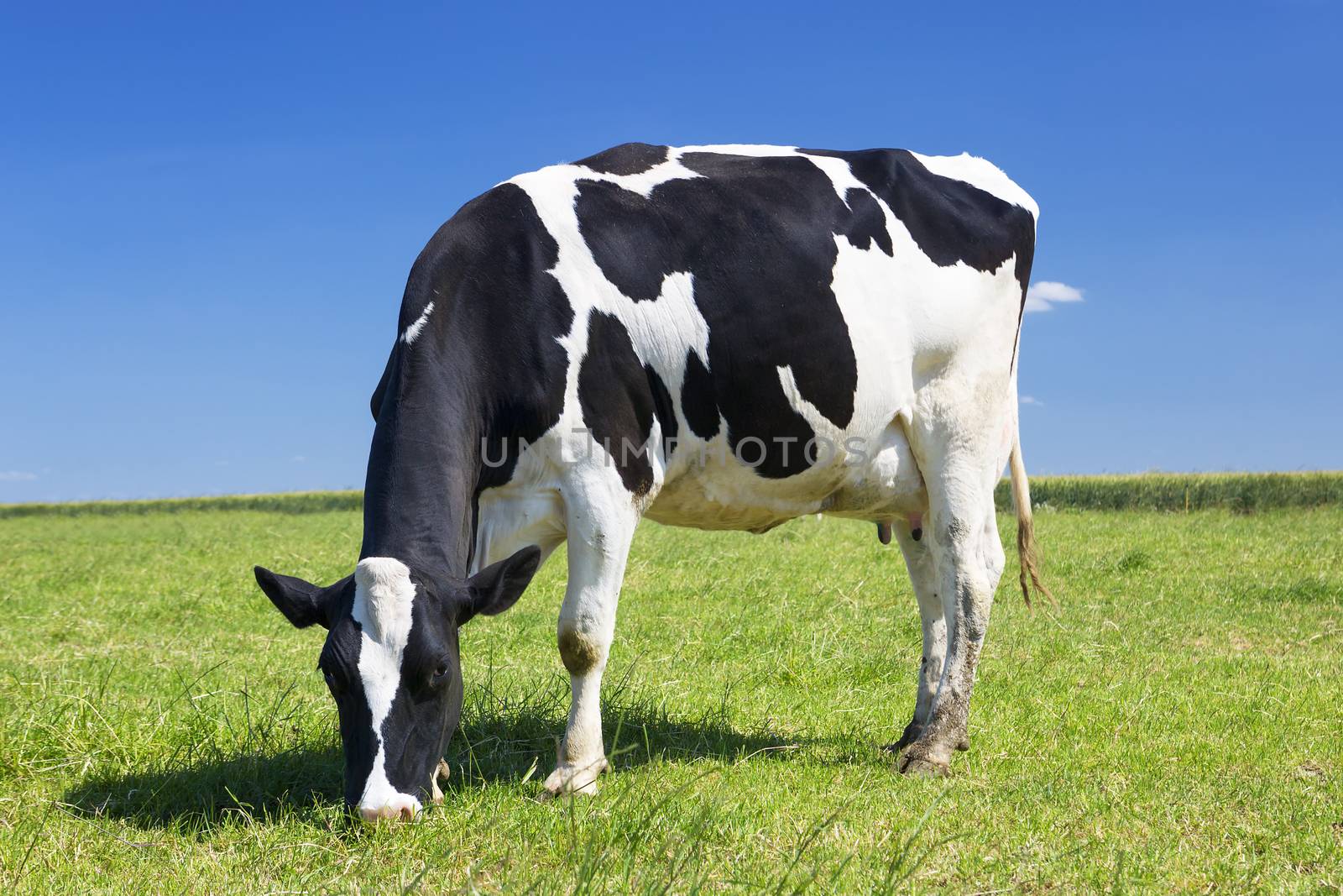 Cow grazing on a meadow