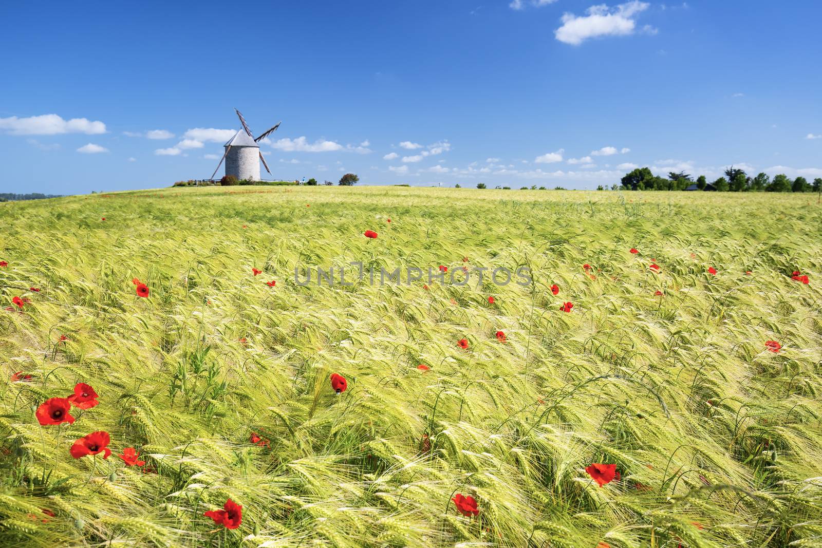 Windmill and wheat field, France, Europe.