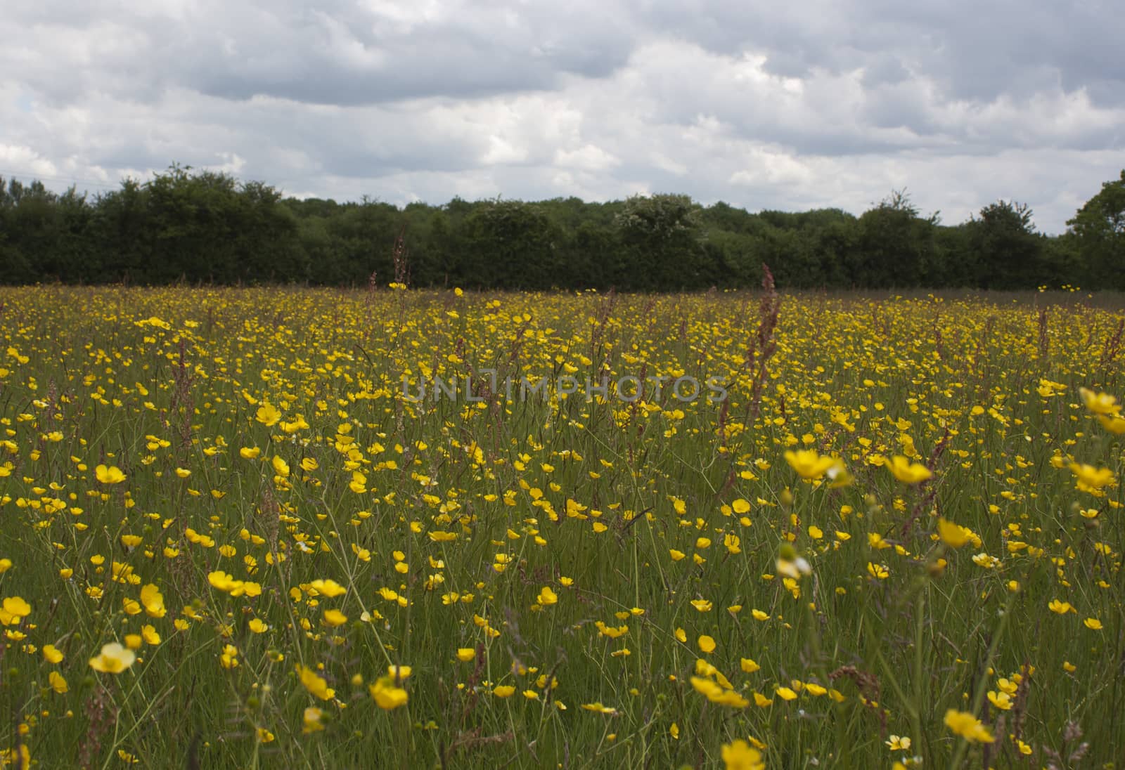 English Countryside, Holmer Green, Buckinghamshire by christopherhall