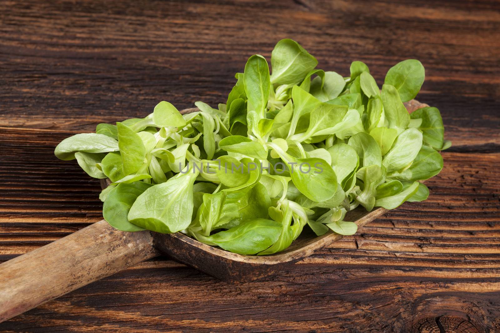 Fresh green lamb's lettuce salad on wooden spoon on old wooden vintage background. Fresh salad, rustic vintage country style image.