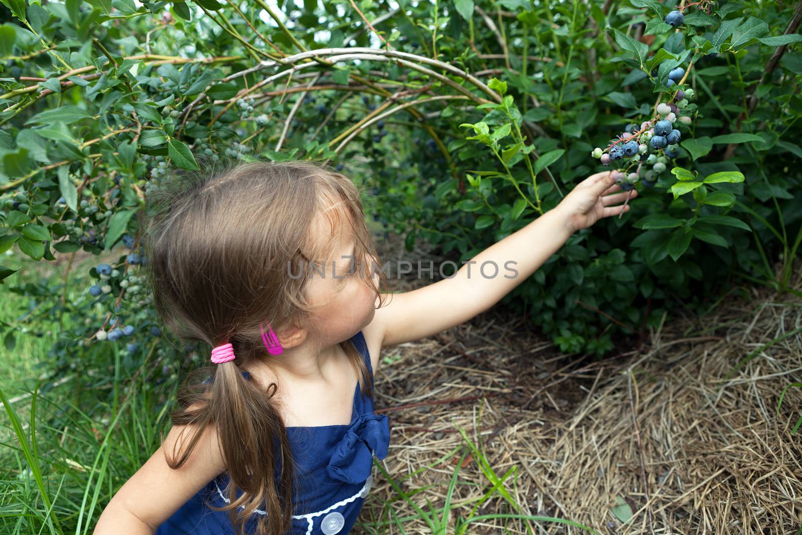 Close up of a toddler age girl picking blueberries that are ripe straight from the bush. Shallow depth of field.