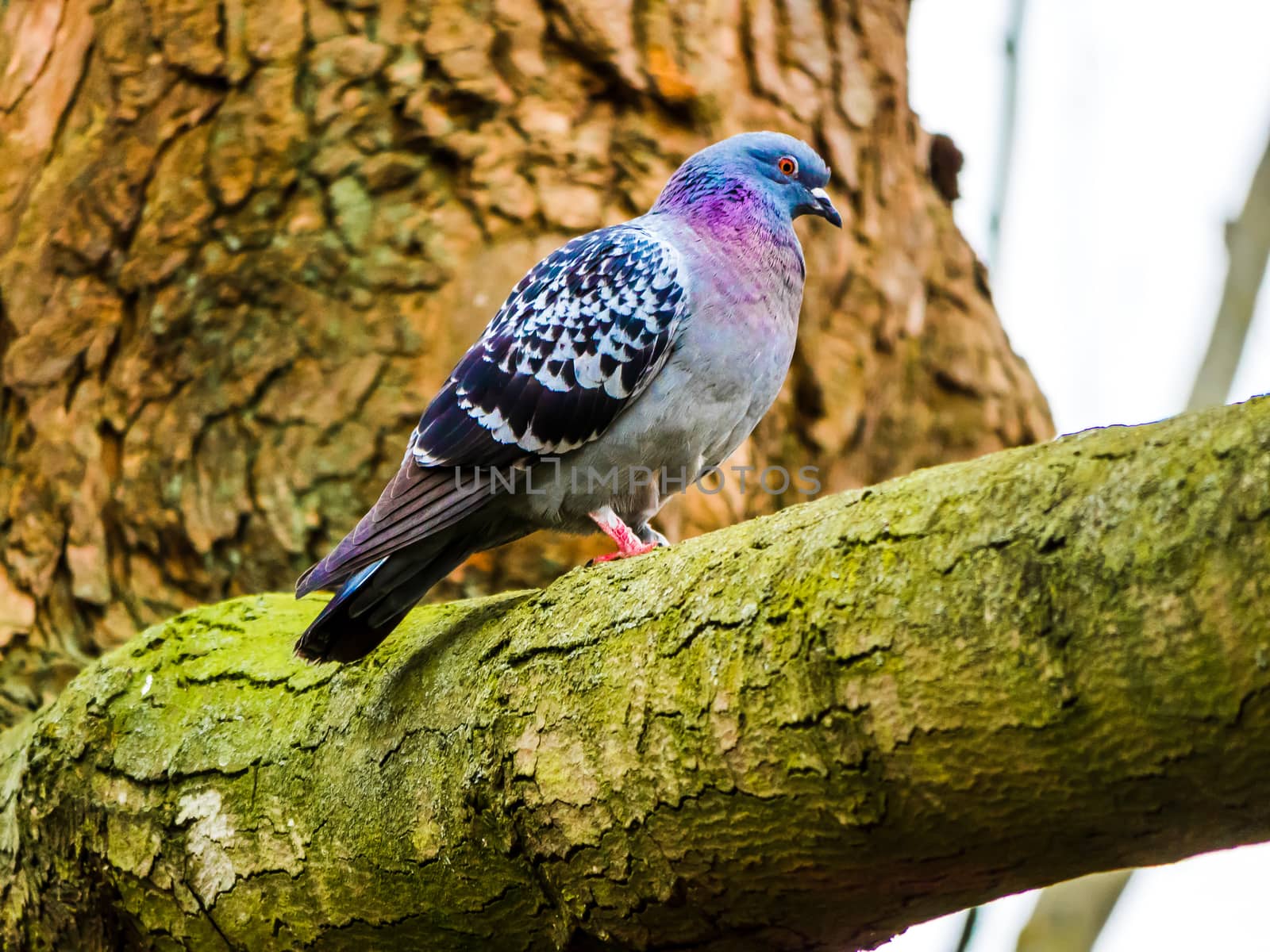 Colourful Pigeon on the Branch Close Up