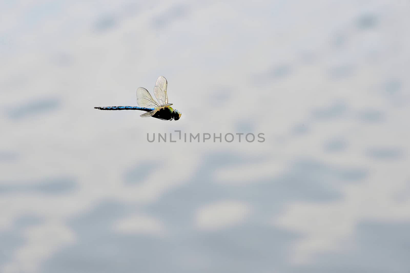 Dragonfly Anax imperator Leach  close-up flying over water