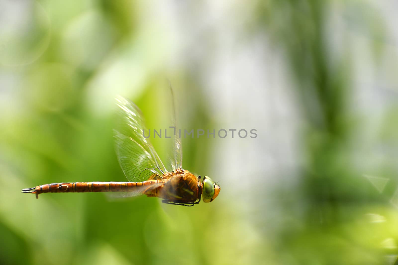 Simpetrum Dragonfly close-up in flight