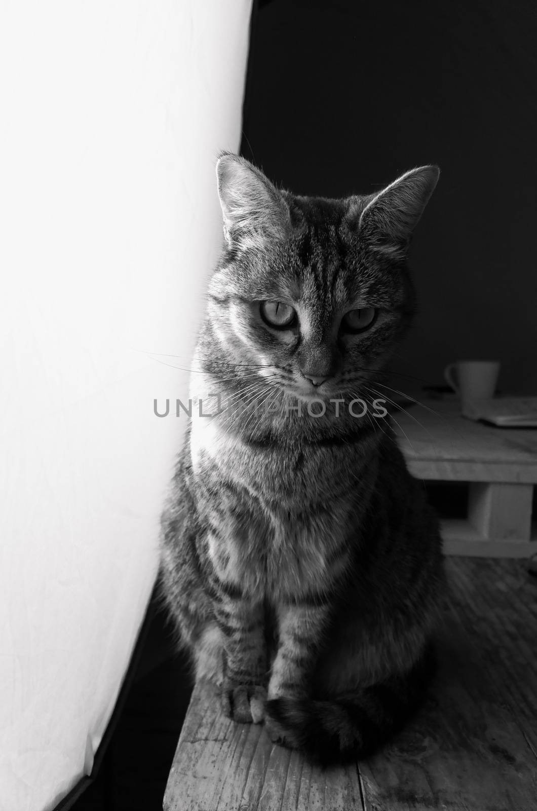 Black and white photograph of a tabby cat sitting on a rustic wooden table beside a huge studio softbox with a wooden pallet that has a coffee mug and a paper notebook on it in the background.