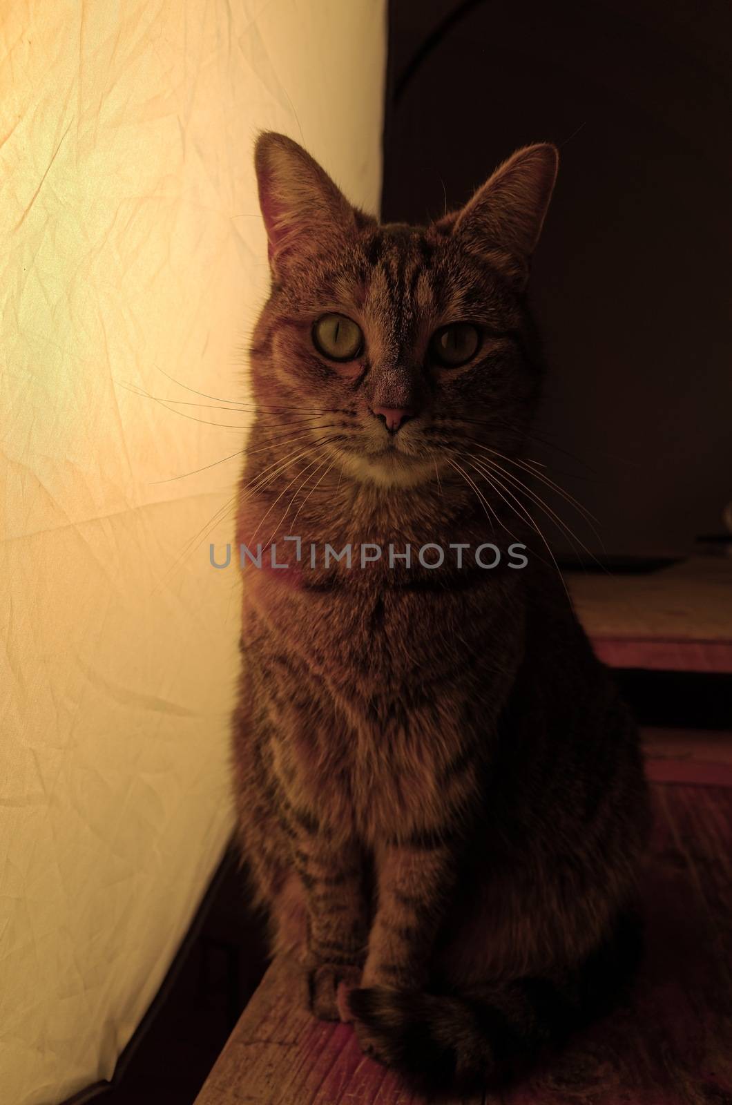 Red tinted photograph of a tabby cat sitting on a rustic wooden table beside a huge studio softbox with a wooden pallet in the background.