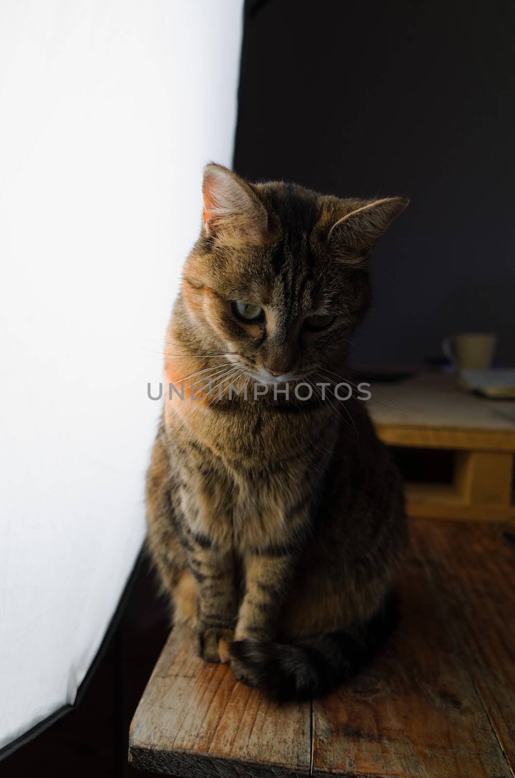 DSLR photograph of a tabby cat sitting on a rustic wooden table beside a huge studio softbox with a wooden pallet that has a coffee mug and a paper notebook on it in the background.