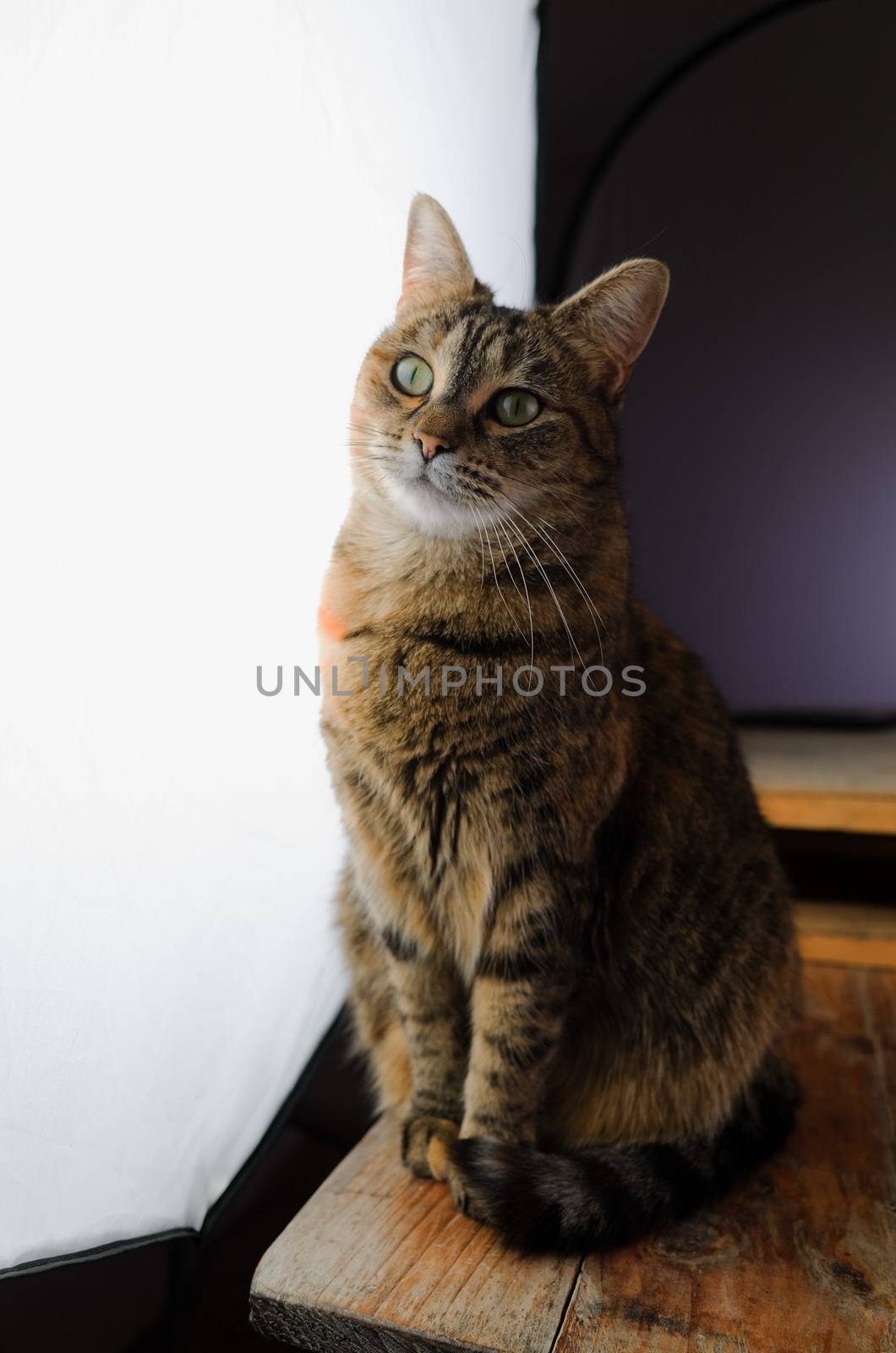 DSLR photograph of a tabby cat sitting on a rustic wooden table beside a huge studio softbox with a wooden pallet that has a coffee mug and a paper notebook on it in the background.