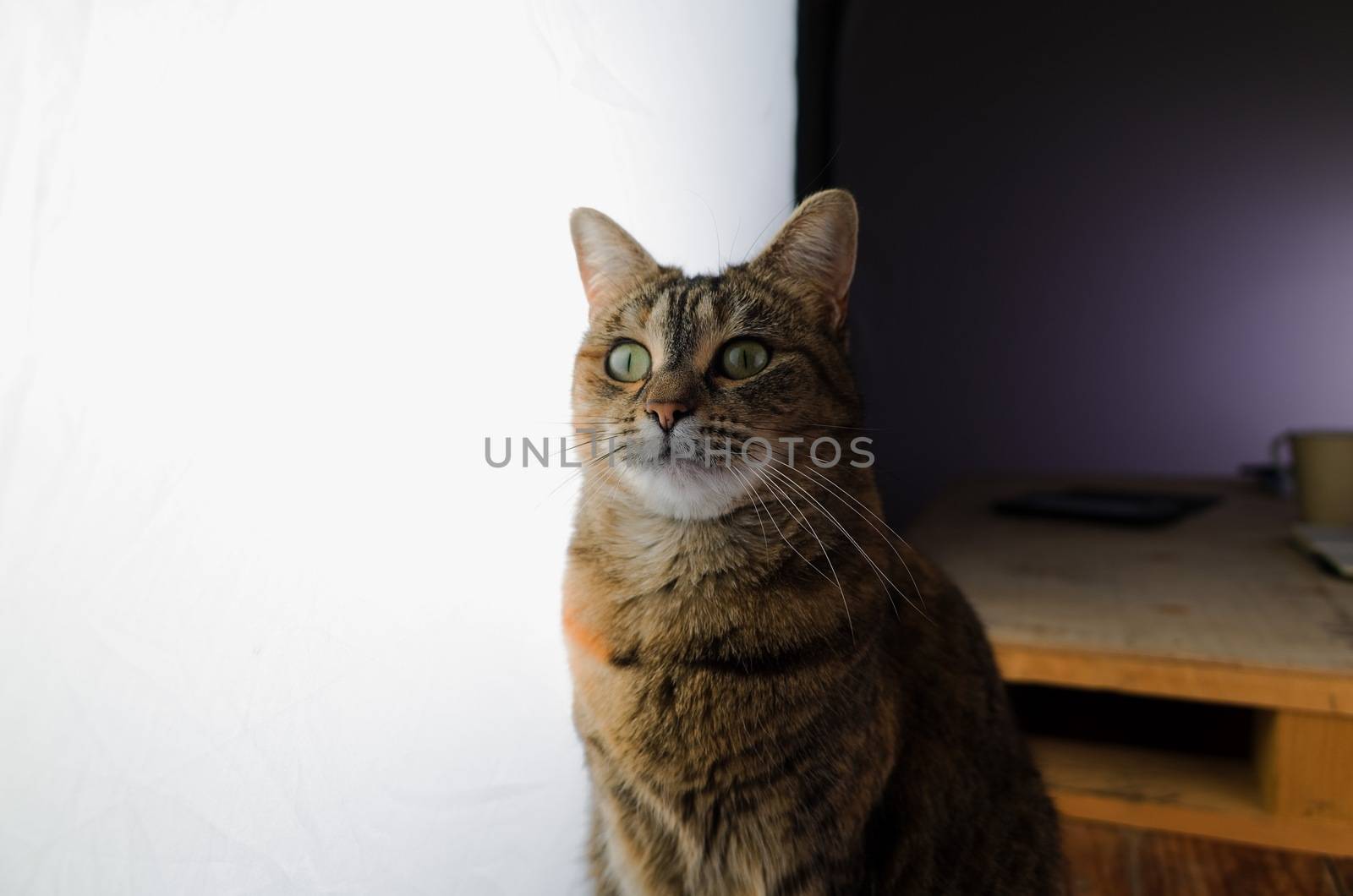 DSLR photograph of a tabby cat sitting on a rustic wooden table beside a huge studio softbox with a wooden pallet that has a coffee mug and a paper notebook on it in the background.