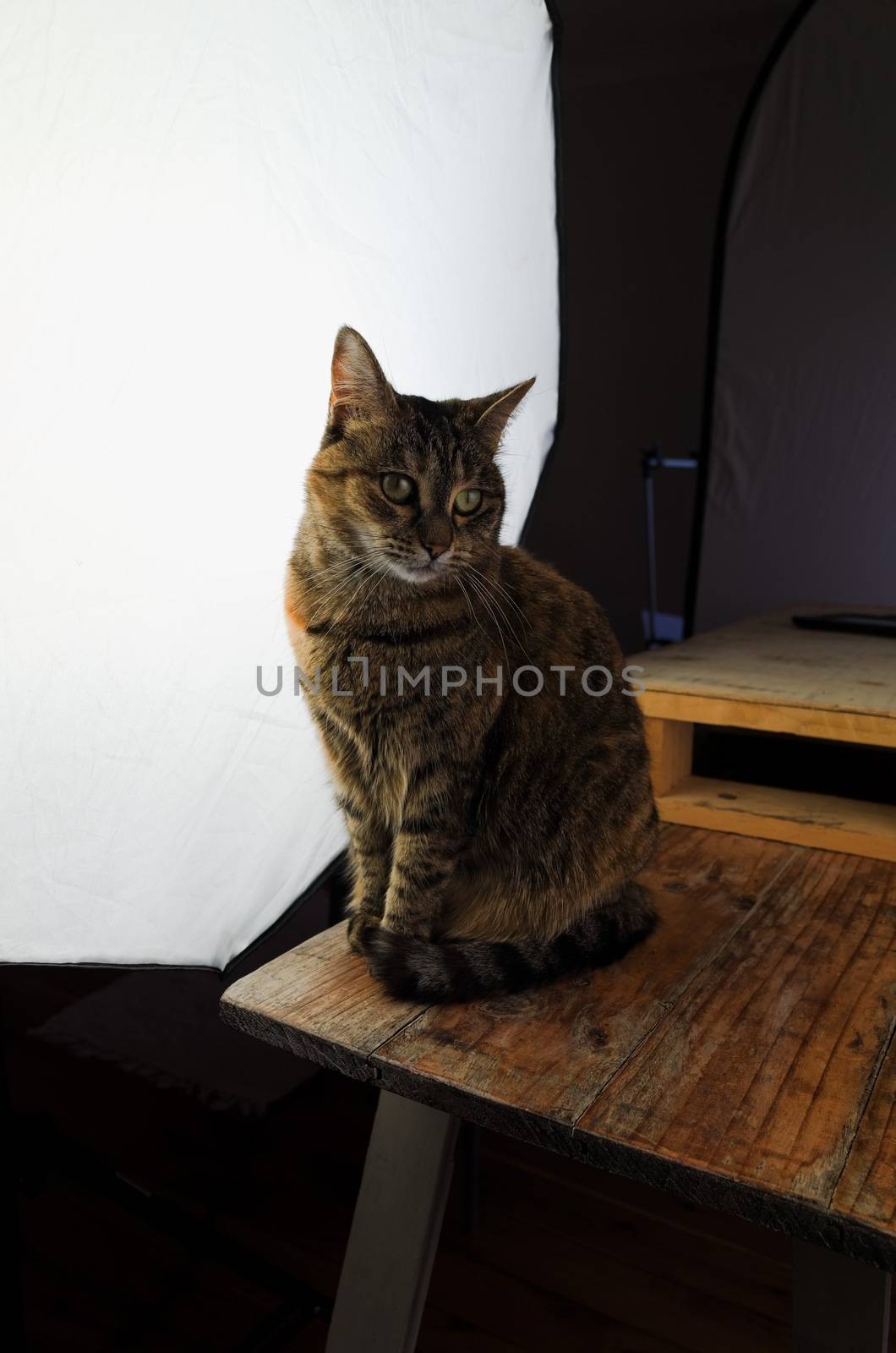 DSLR photograph of a tabby cat sitting on a rustic wooden table beside a huge studio softbox with a wooden pallet that has a coffee mug and a paper notebook on it in the background.