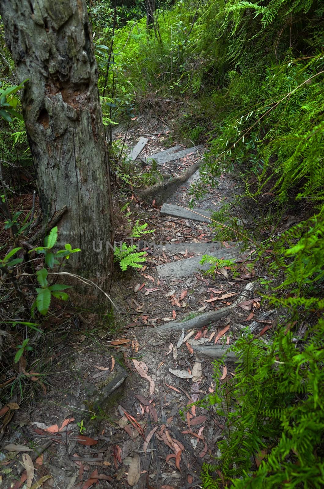 Wooden stairs on the trail in the Australian forest