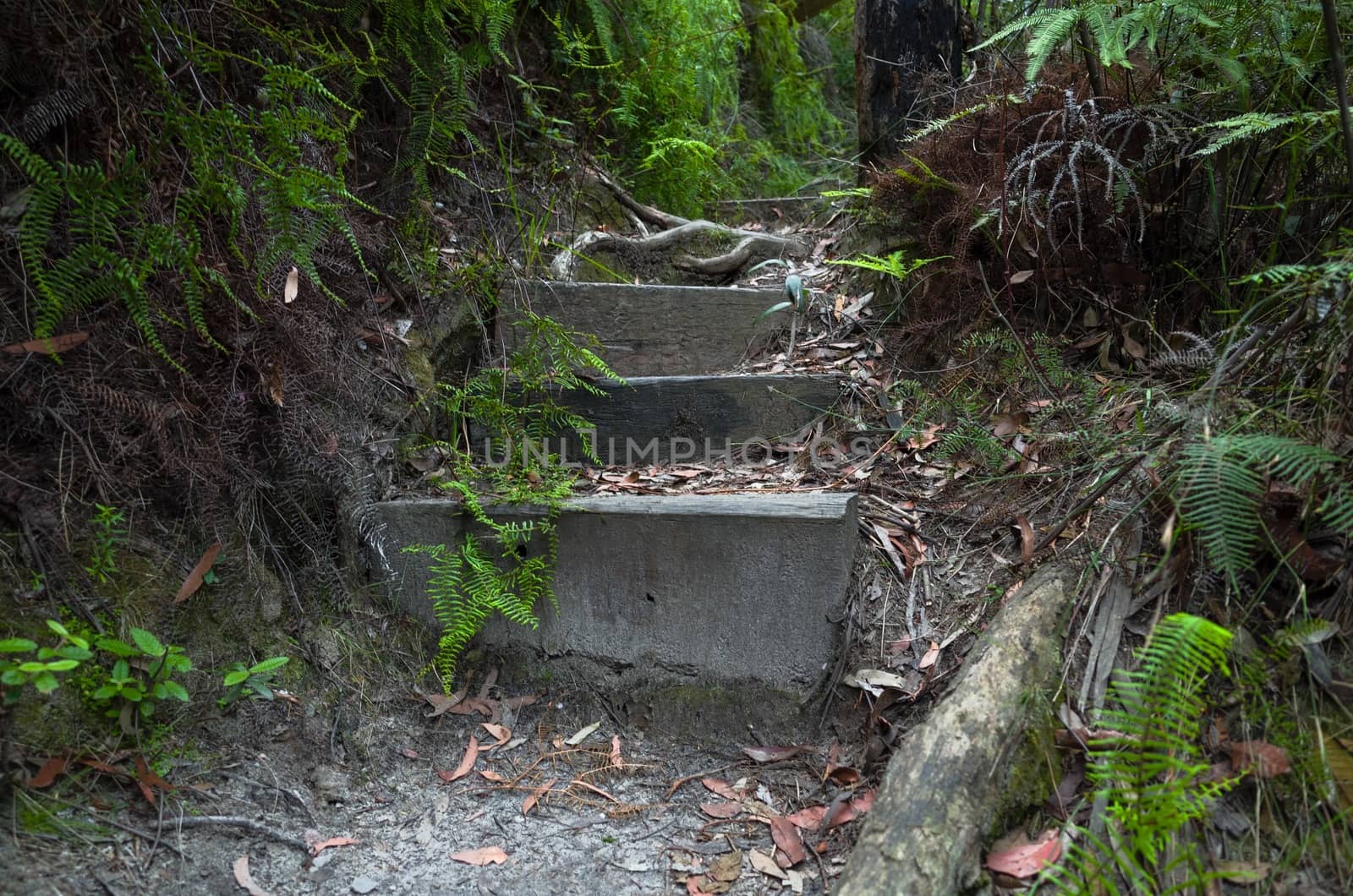 Wooden stairs on trail by jaaske