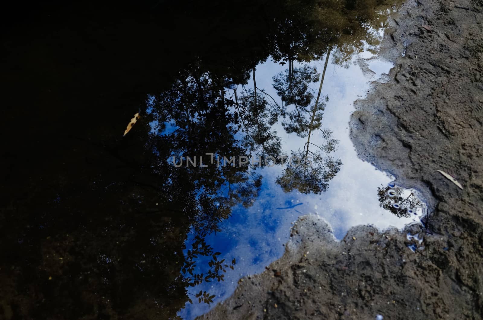 Trees reflected in a puddle of water