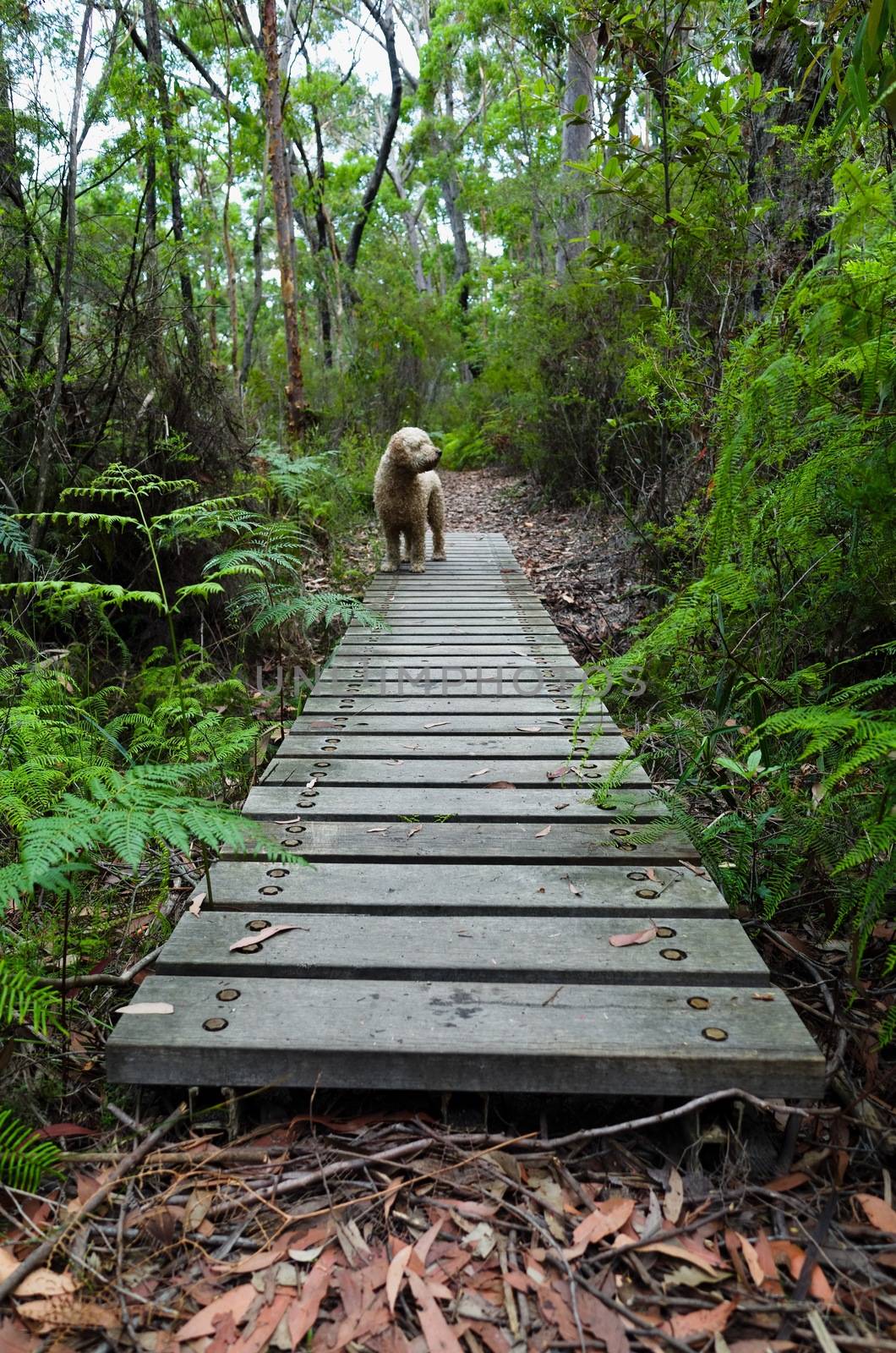 Dog crossing boardwalk in rainforest by jaaske