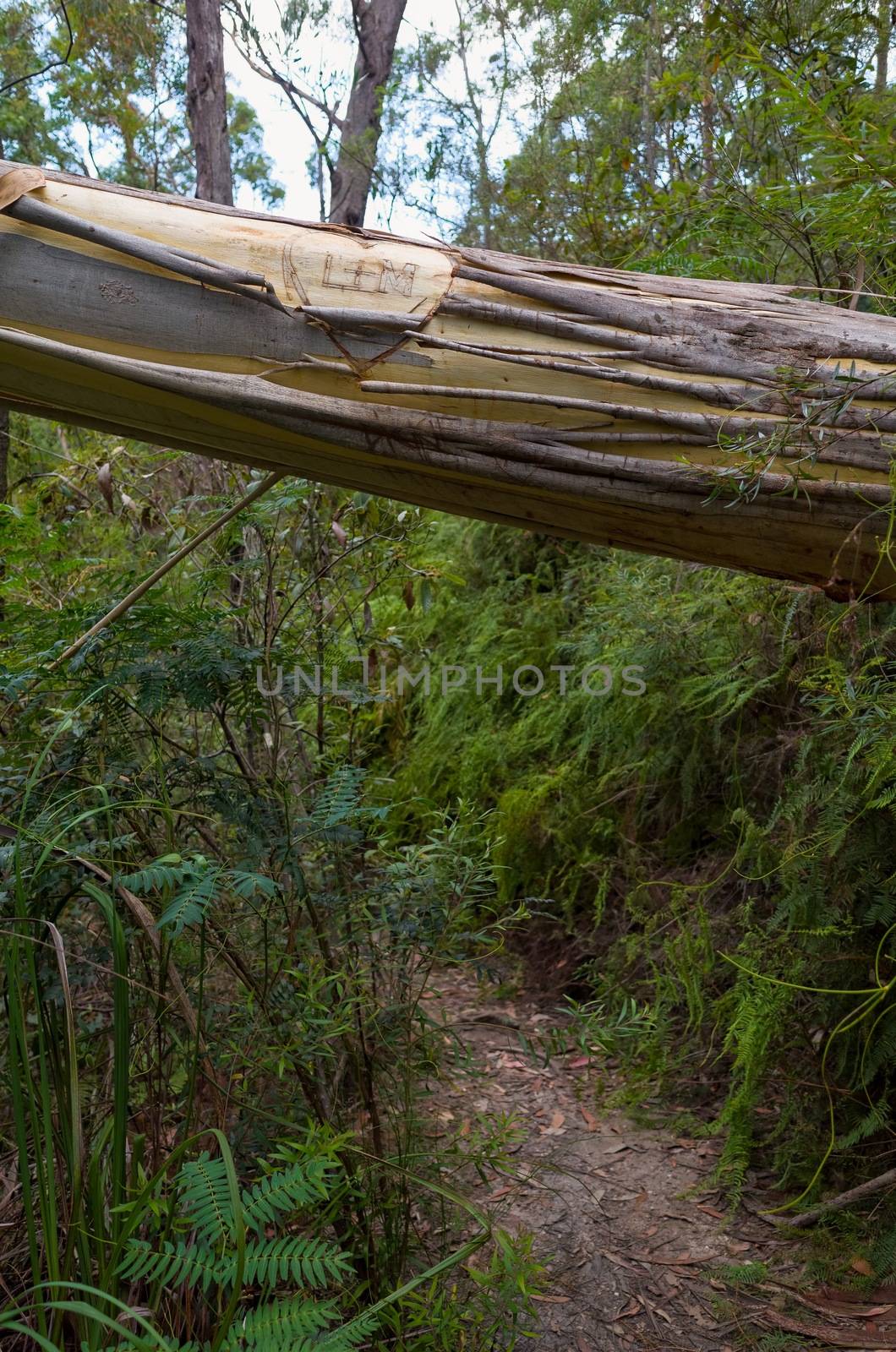 Lovers' Initials on Eucalyptus fallen across the trail