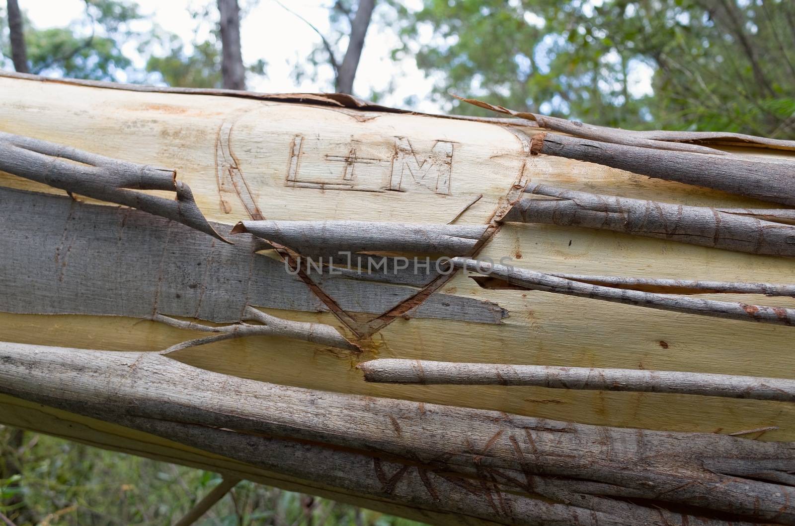 Lovers' Initials on Eucalyptus fallen across the trail