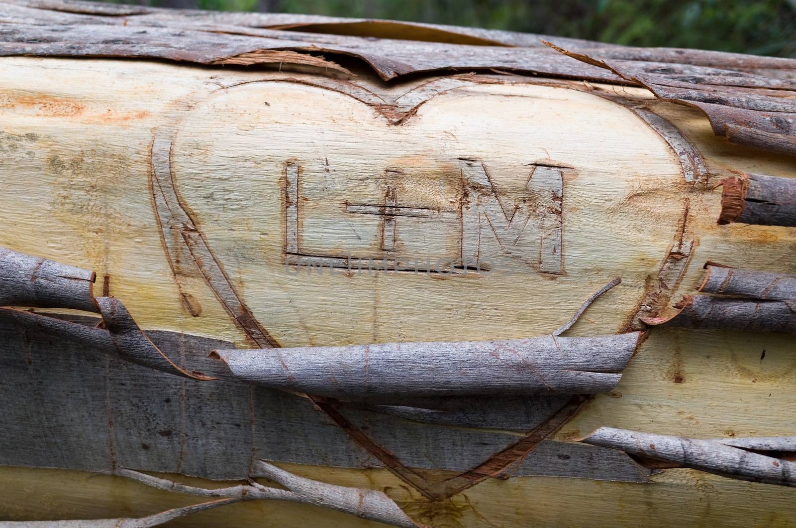 Lovers' Initials on Fallen Eucalyptus by jaaske