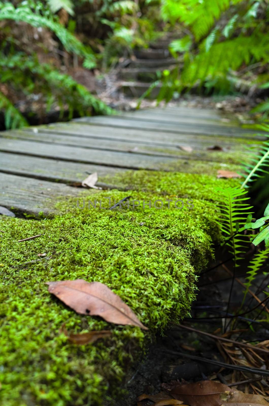 Mossy wooden bridge in rainforest by jaaske