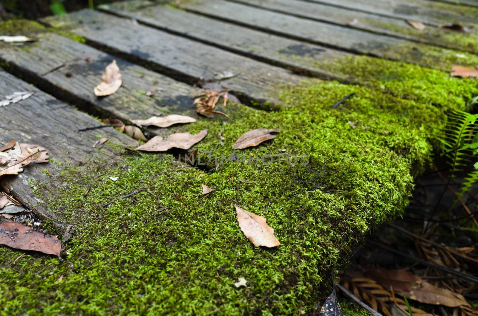 Mossy wooden bridge in rainforest by jaaske