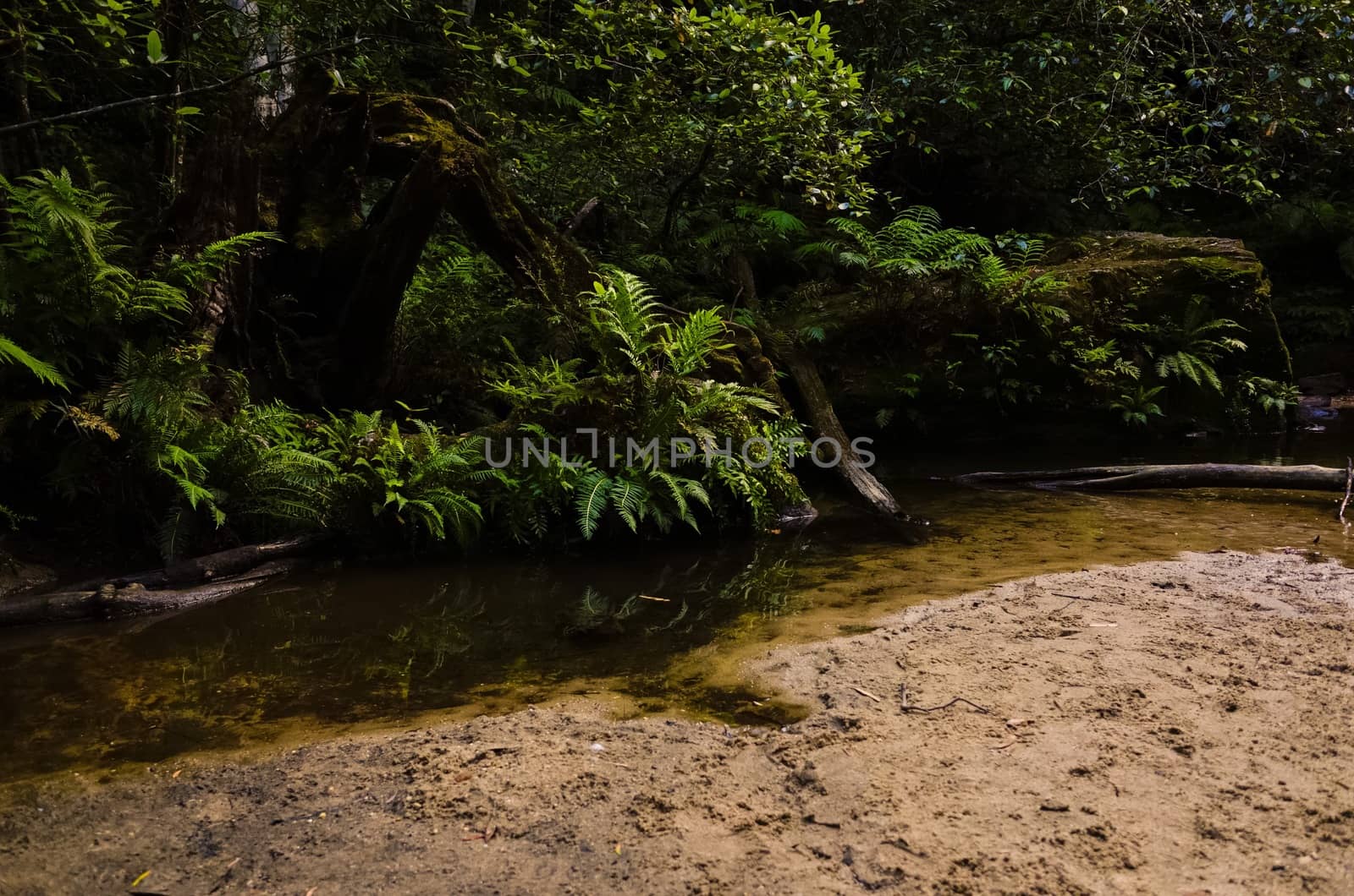 Moss covered rocks and fern at a pool of water near a waterfall 