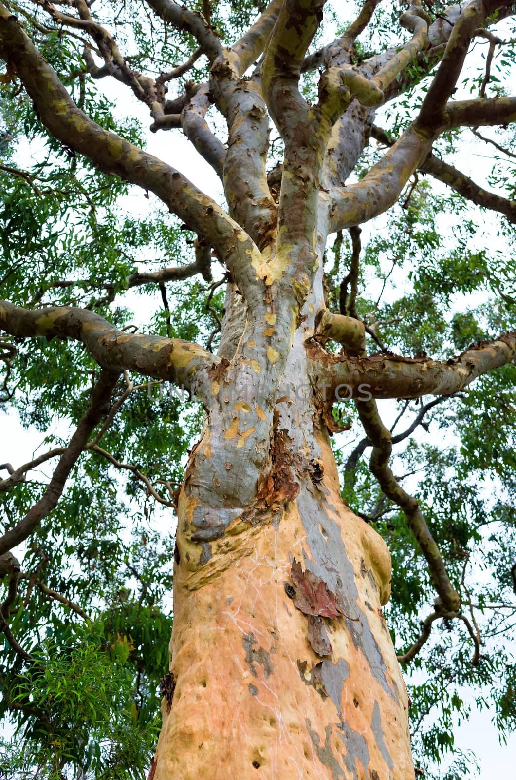 Eucalyptus trees, Blue Mountains, Australia