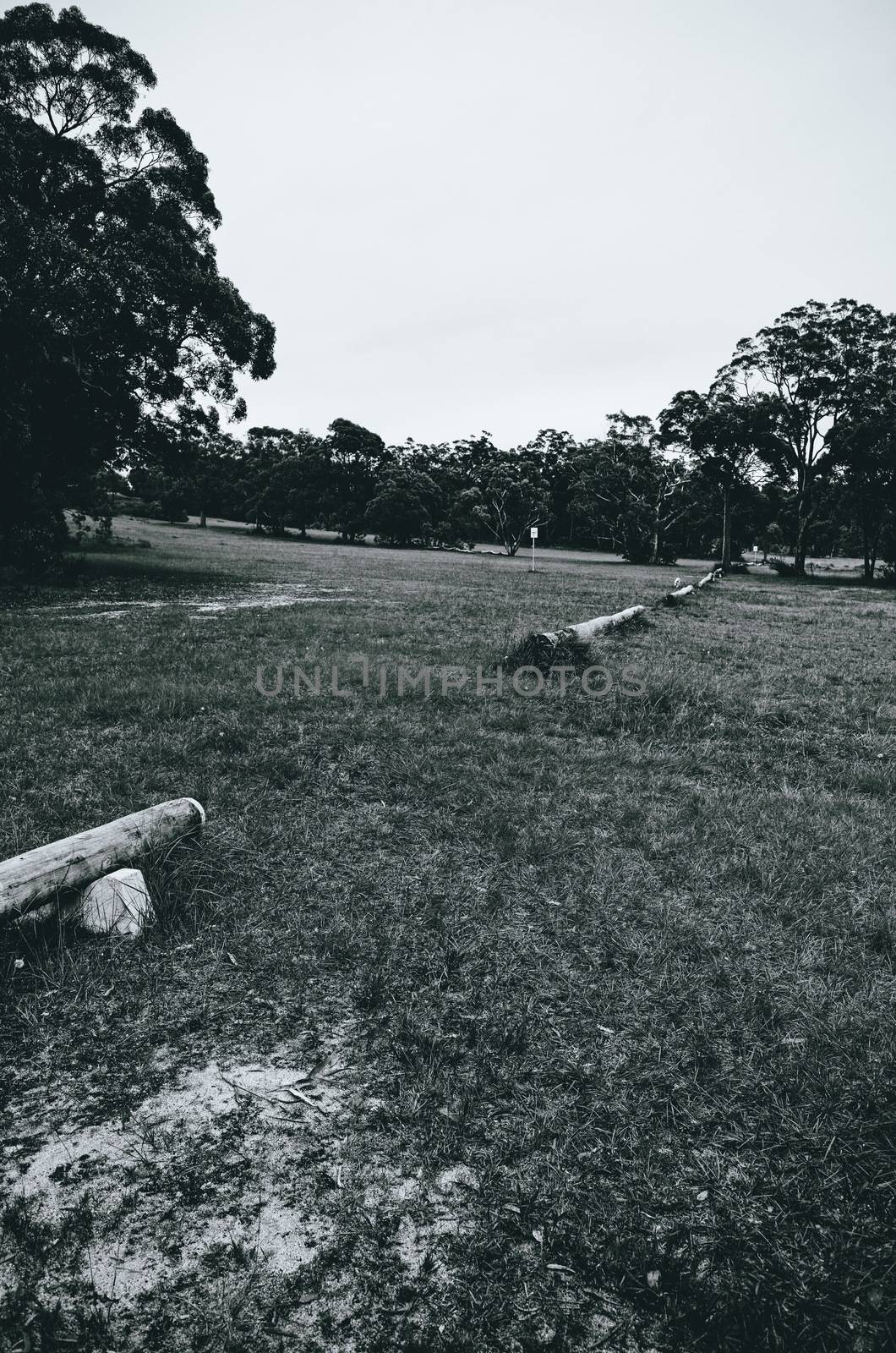 Dog running in the dog park at the former Lawson golf course in the Blue Mountains of Australia