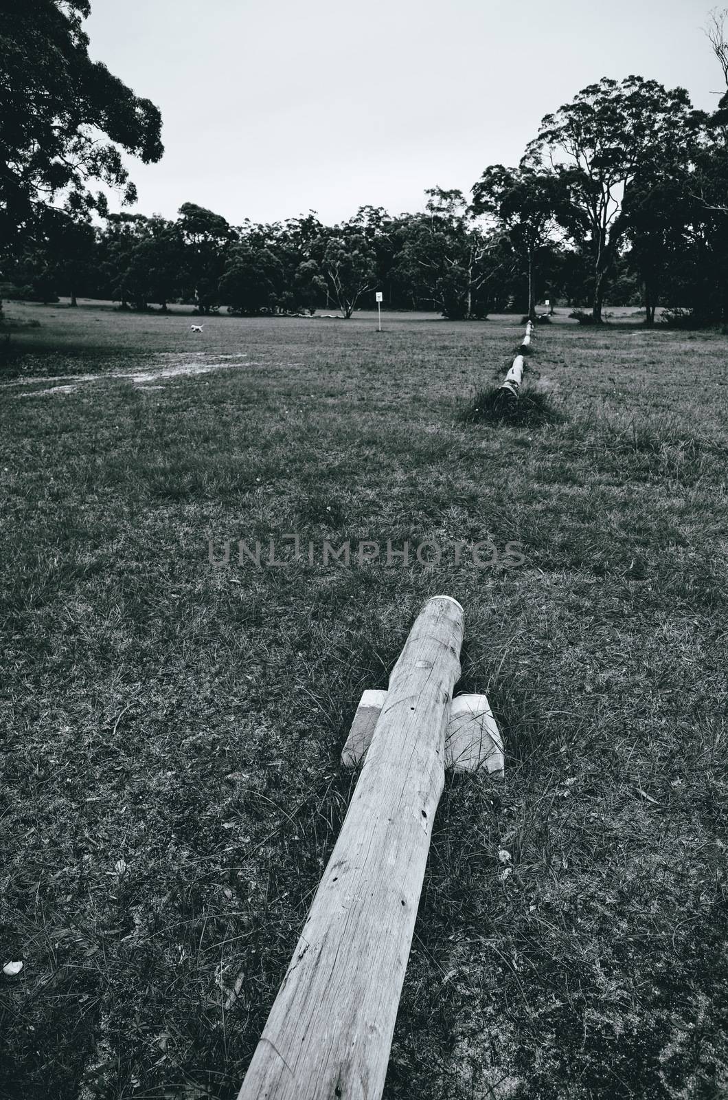 Dog running in the dog park at the former Lawson golf course in the Blue Mountains of Australia