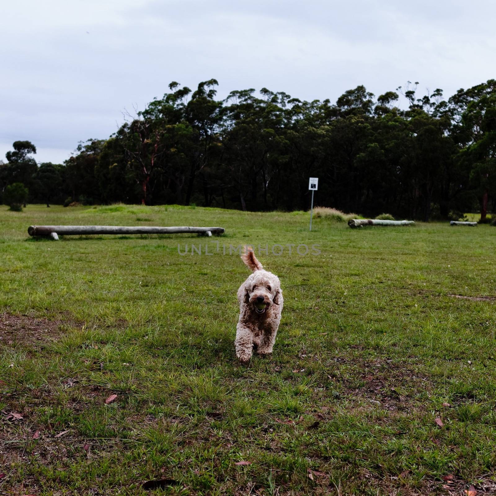 Dog bringing the ball back in his mouth in the dog park at the former Lawson golf course in the Blue Mountains of Australia.