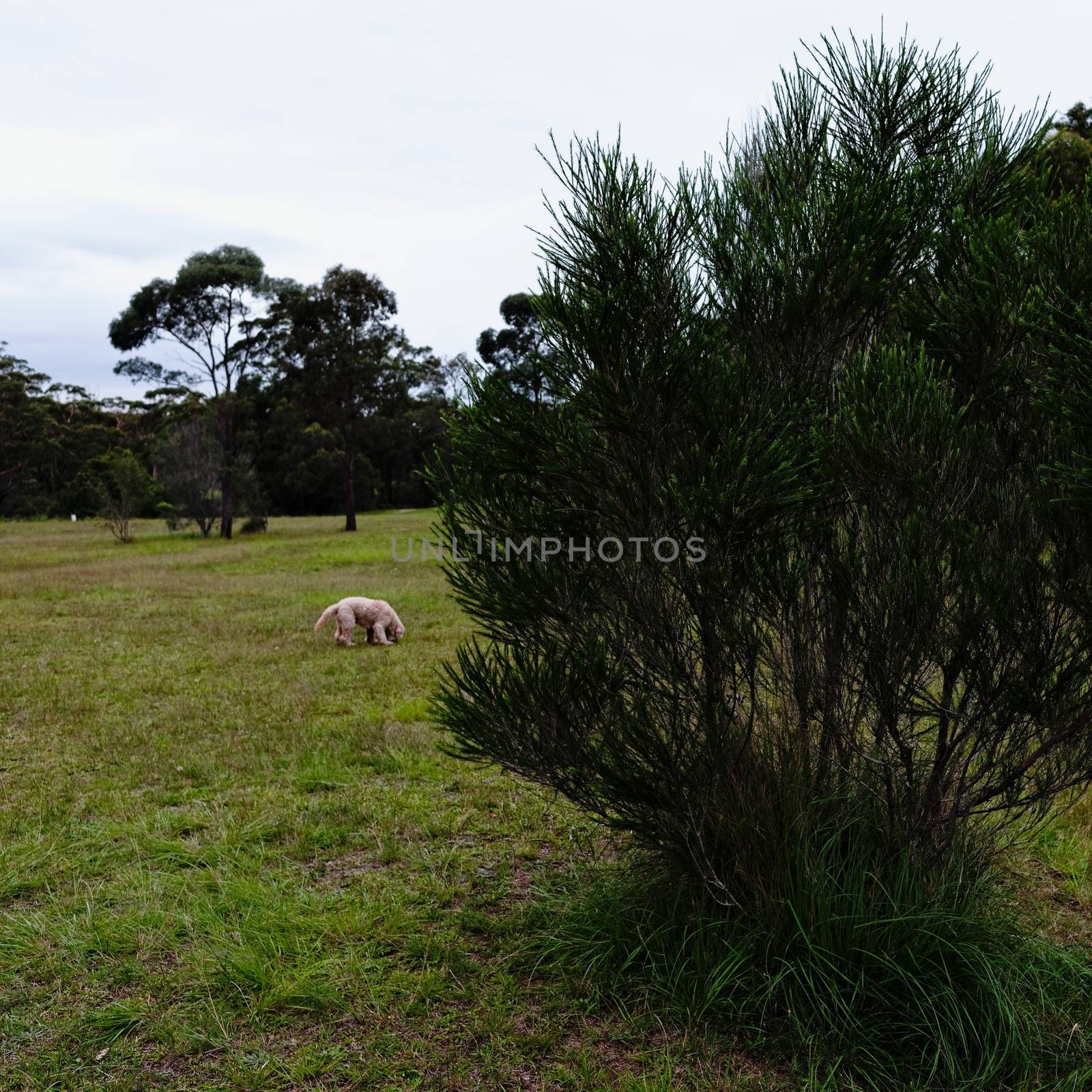 Dog exploring in the dog park at the former Lawson golf course in the Blue Mountains of Australia