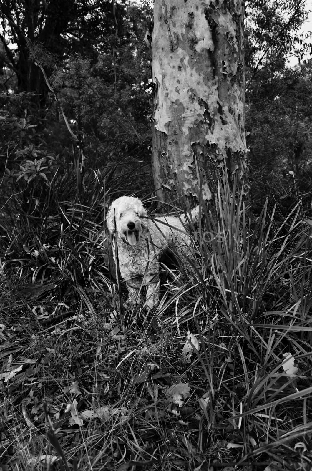 Dog posing by a Eucalyptus tree (or waiting for me to throw the ball, perhaps?)