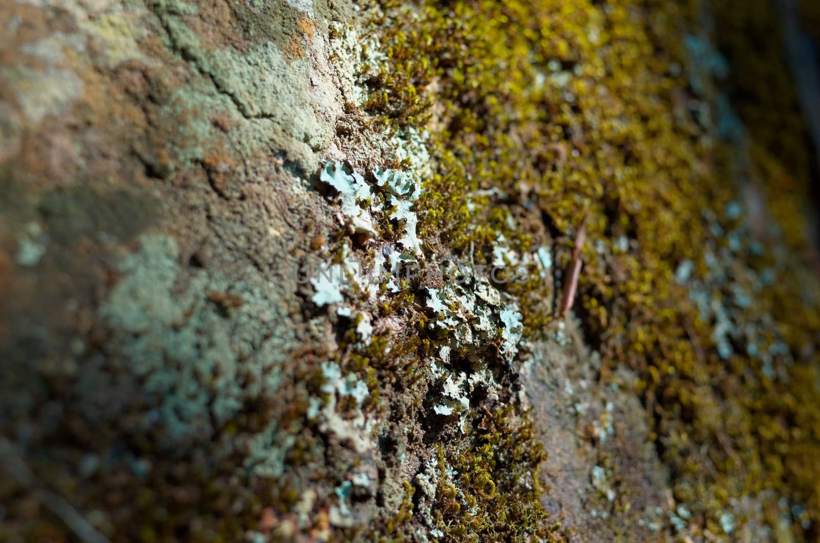 A rock face. The Blue Mountains, New South Wales, Australia.