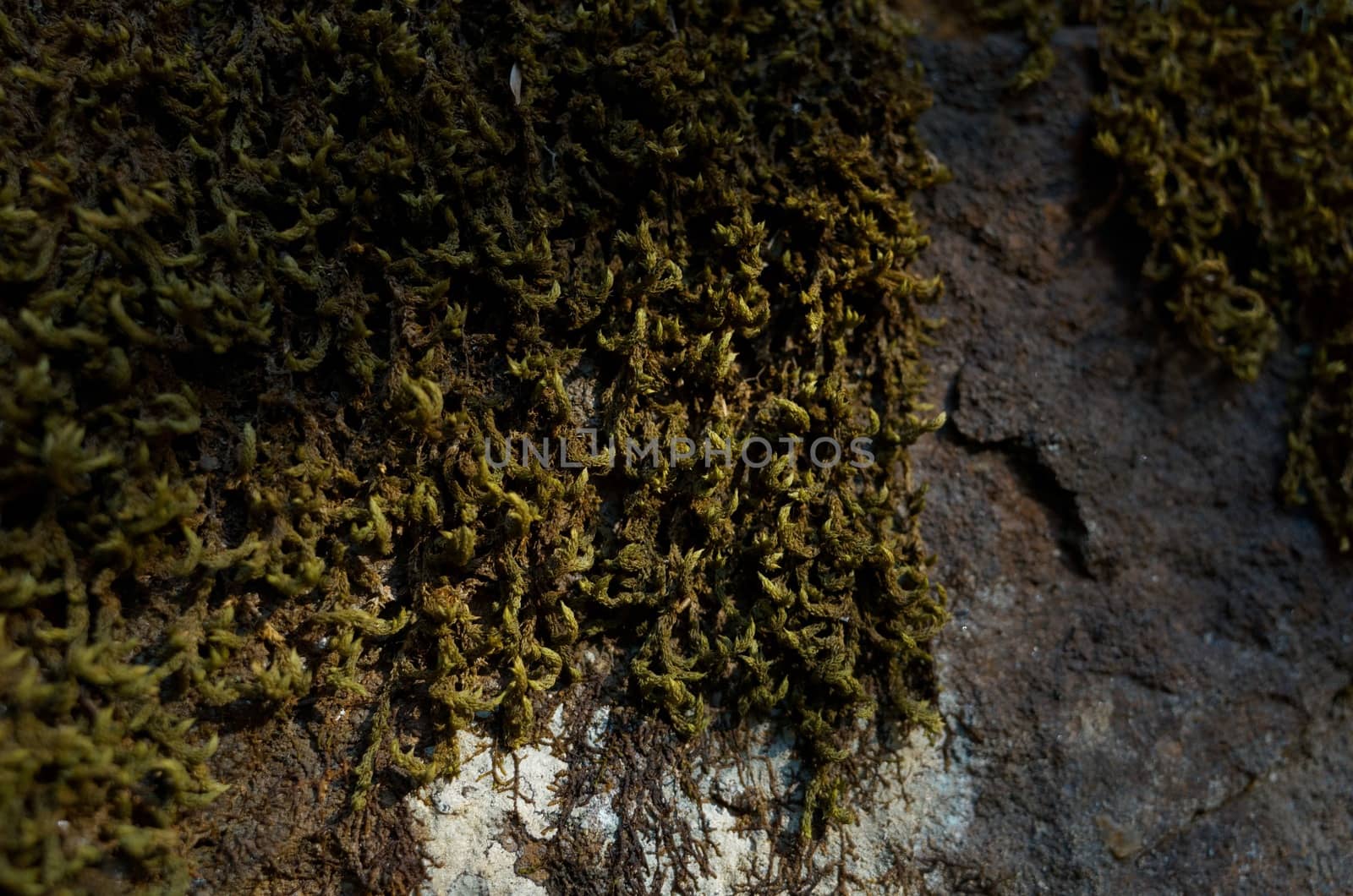 A rock face. The Blue Mountains, New South Wales, Australia.