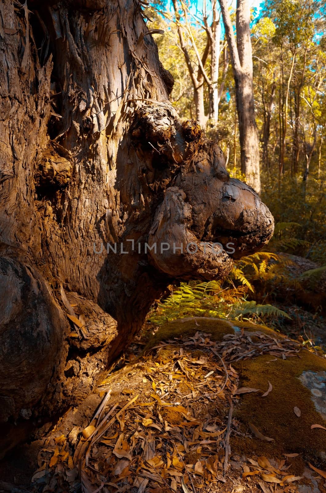 Eucalyptus trees in the Australian bush by jaaske