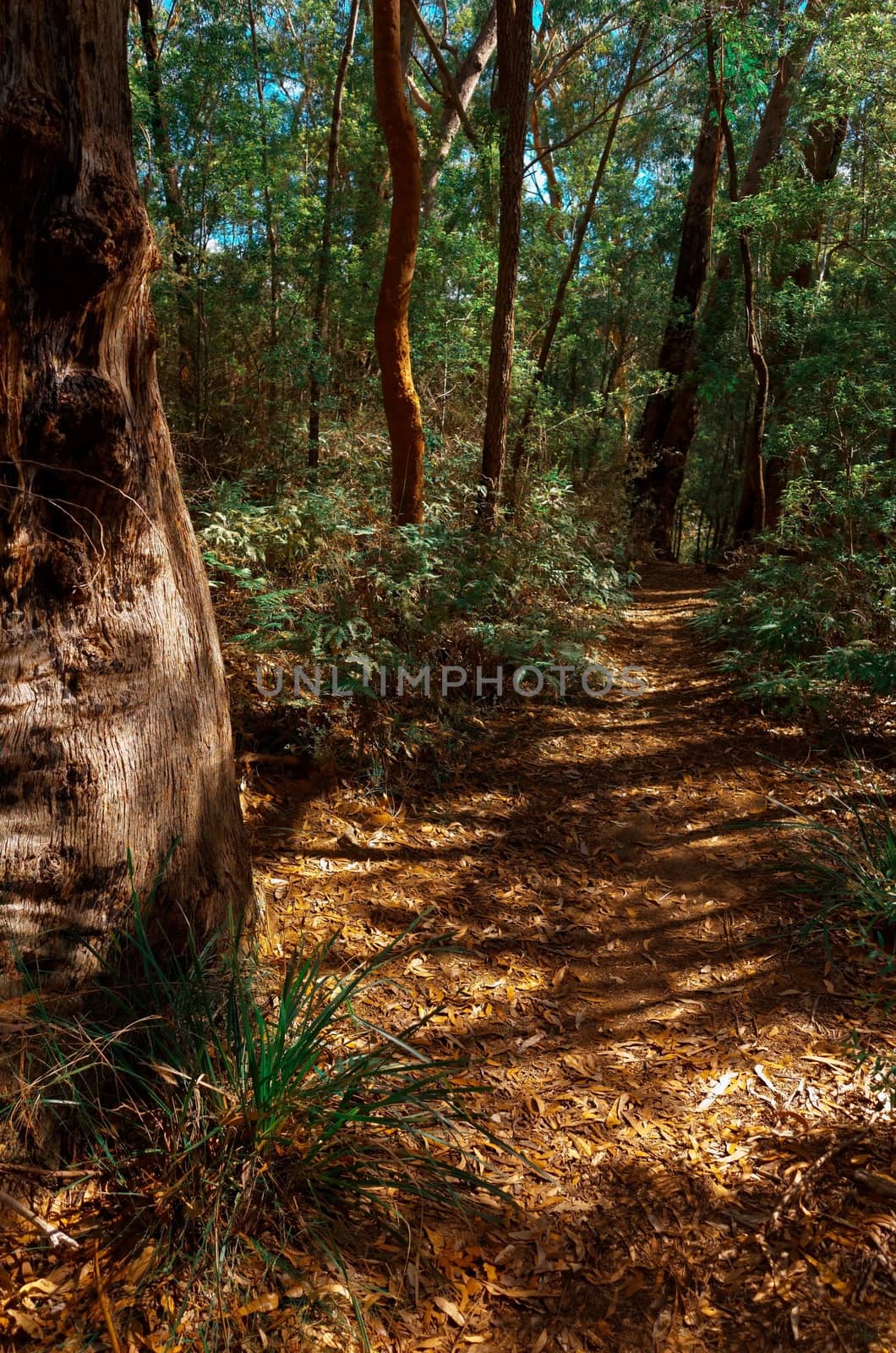 Eucalyptus trees in the Australian bush in the Blue Mountains.