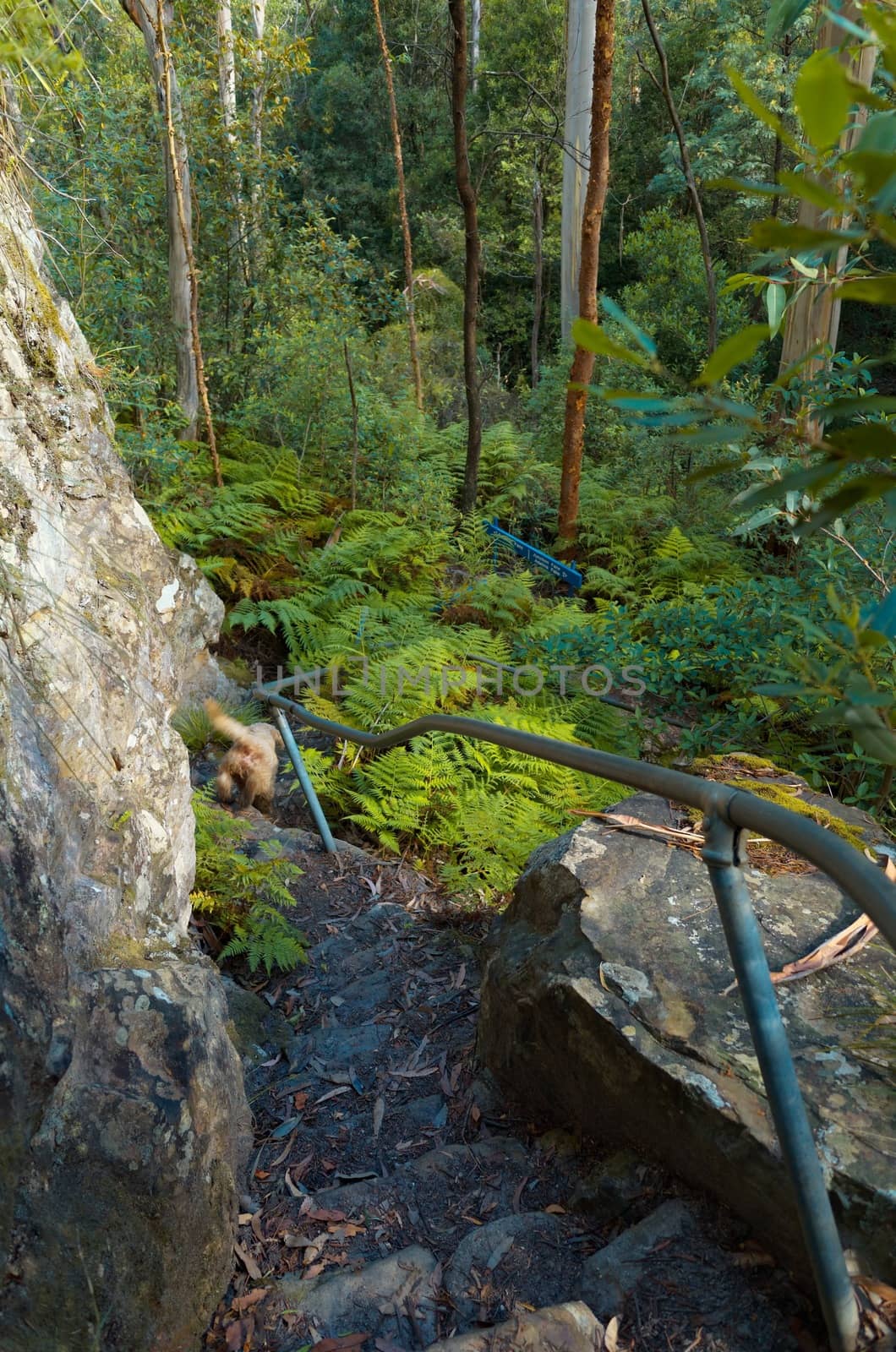 Stones steps on the side of a rock in the Blue Mountains, Australia.
