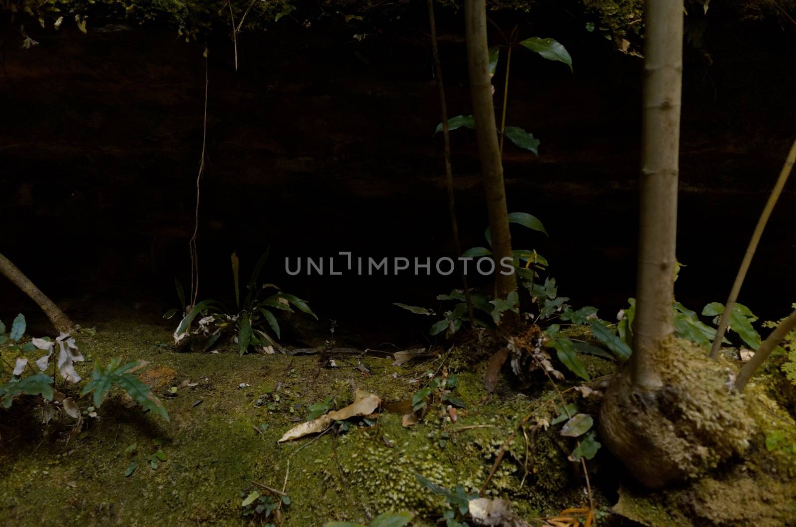 Green vegetation in a dramatic setting against a black background in the Blue Mountains, Australia.