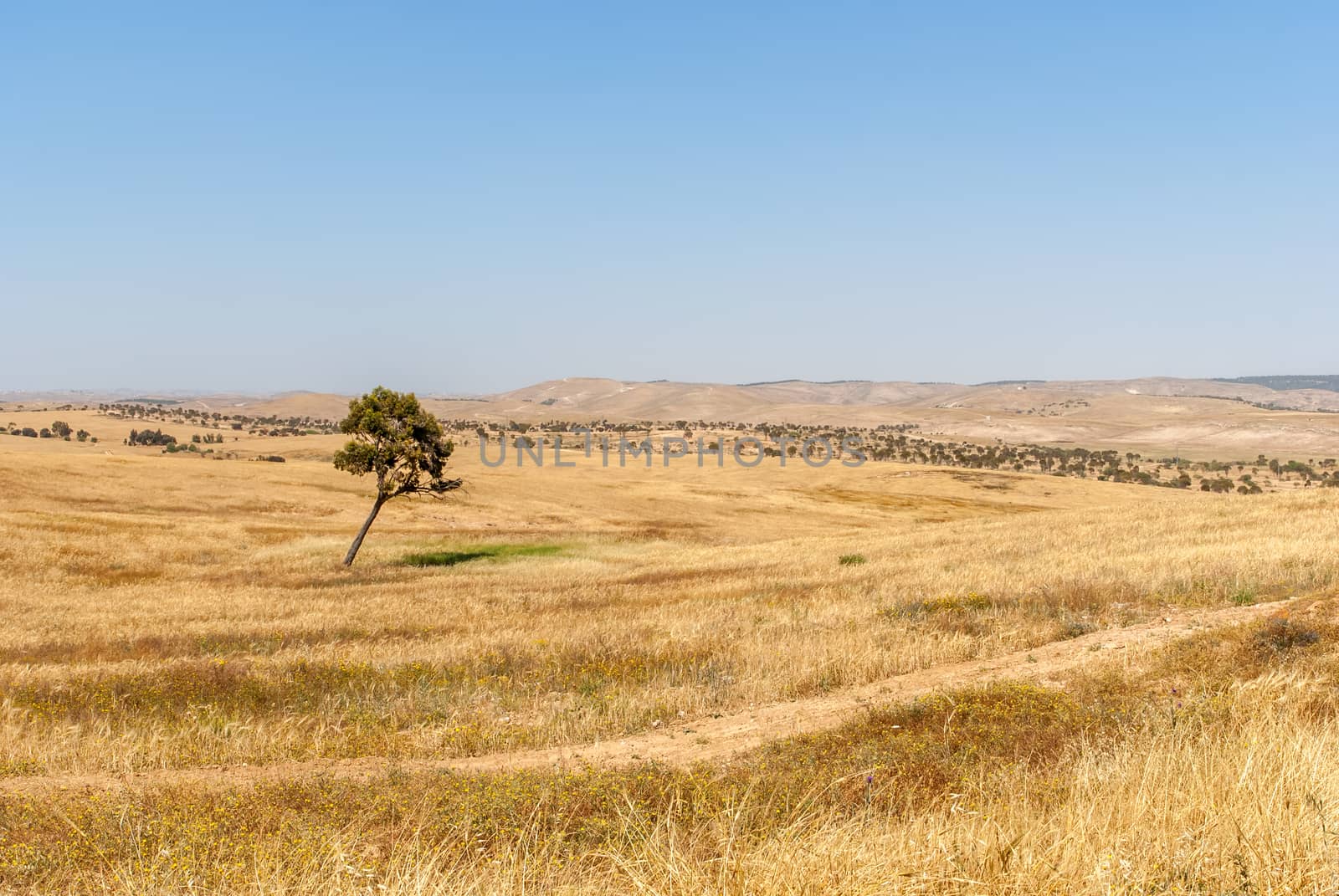 Lonely tree, Negev Desert by Zhukow