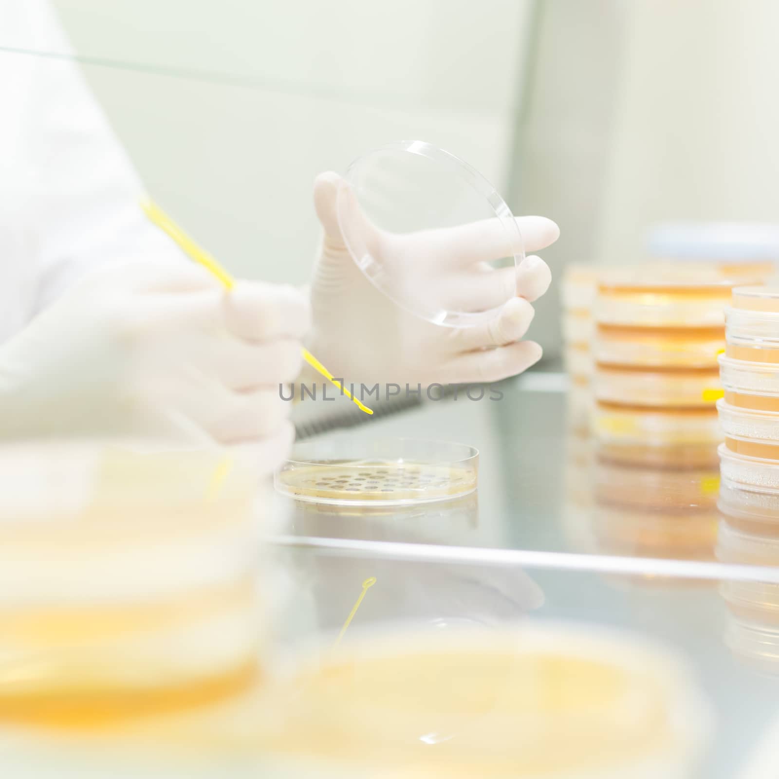 Female life science professional observing cell culture samples on LB agar medium in petri dish.  Scientist grafting bacteria in microbiological analytical laboratory .  