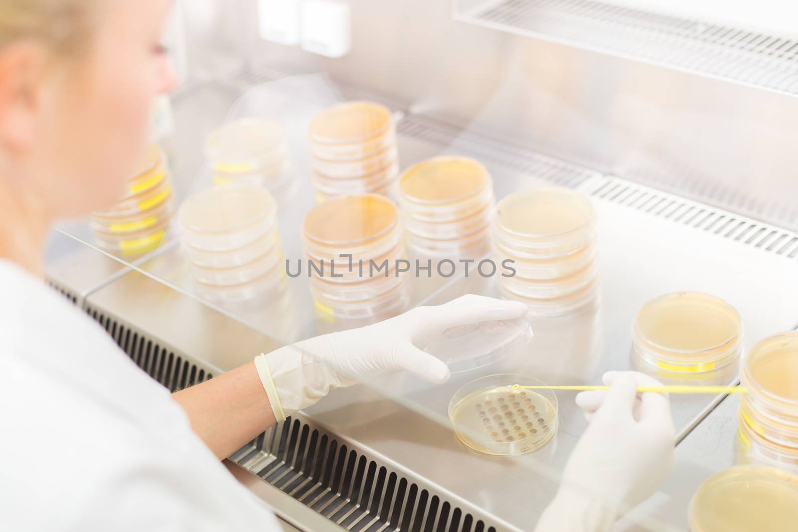 Female life science professional observing cell culture samples on LB agar medium in petri dish.  Scientist grafting bacteria in microbiological analytical laboratory .  